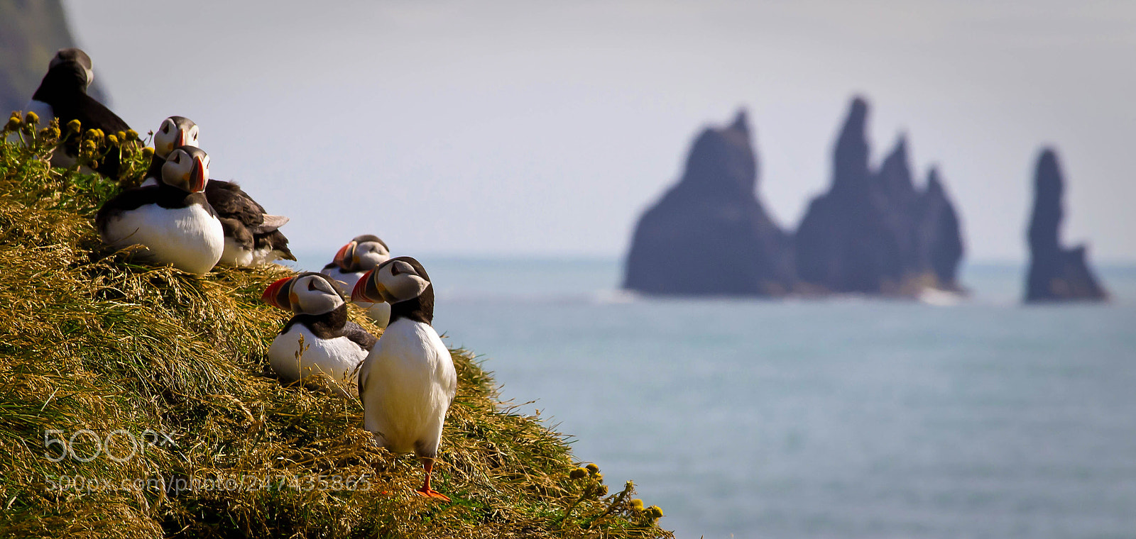 Olympus E-5 sample photo. Puffins with a view photography