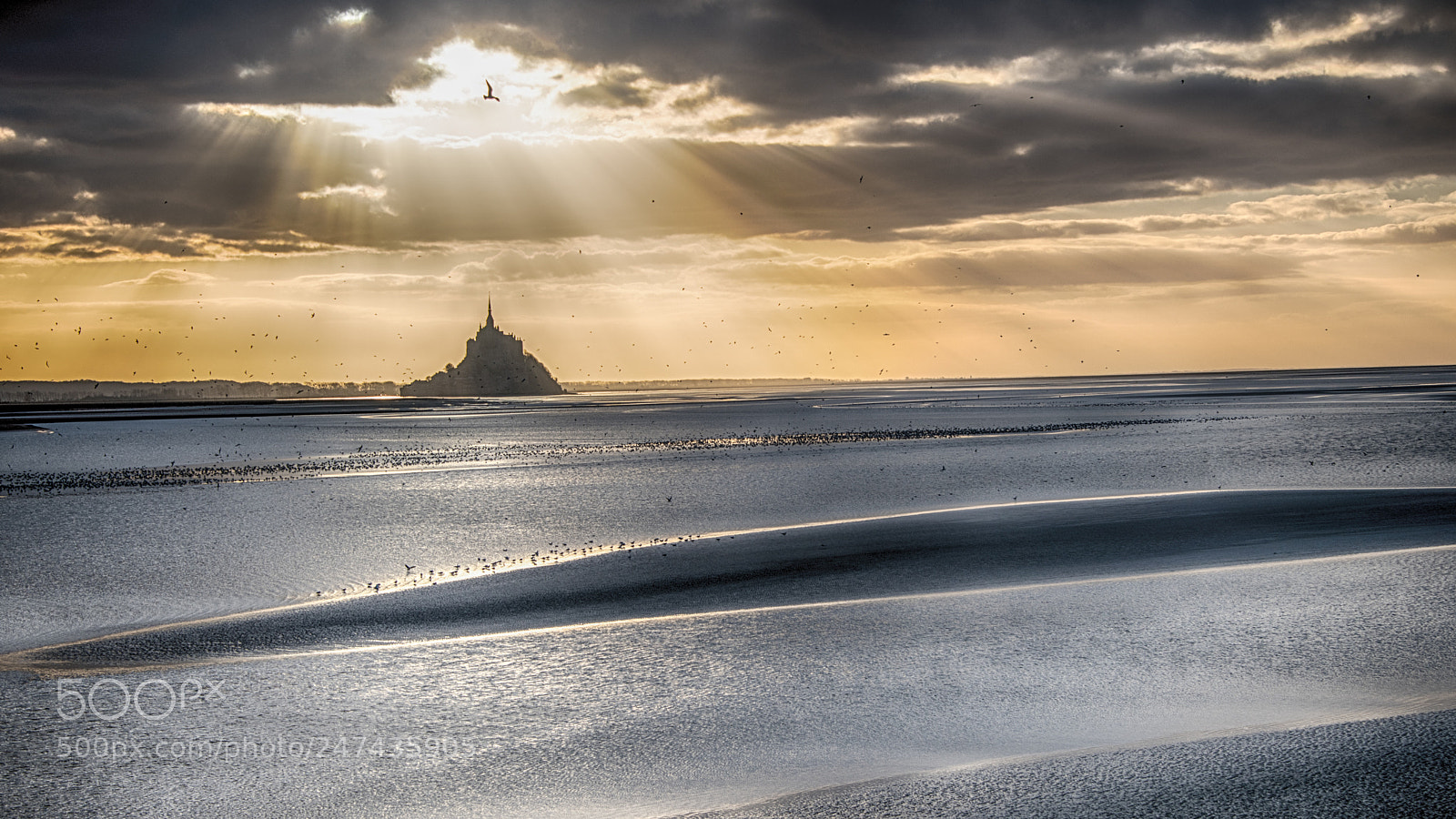 Nikon D850 sample photo. L'oiseau du soleil photography