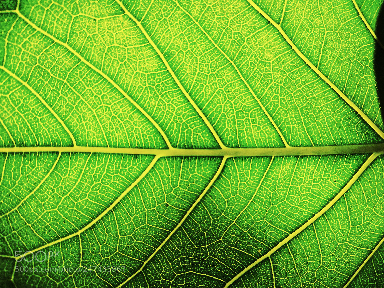 Xiaomi Redmi Note 4 sample photo. Underside of a leaf photography