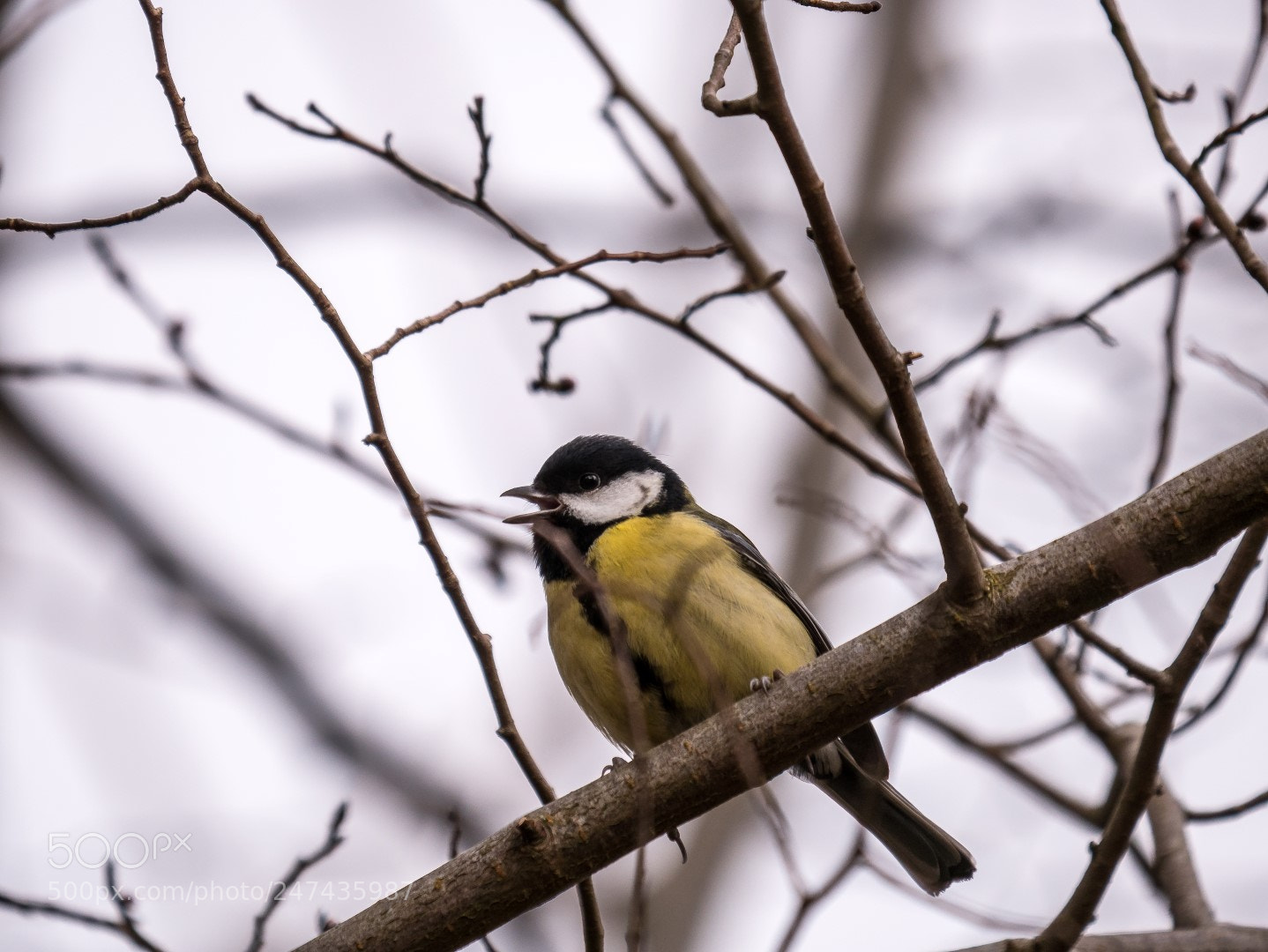 Panasonic Lumix DMC-GX85 (Lumix DMC-GX80 / Lumix DMC-GX7 Mark II) sample photo. First attempt to spring photography