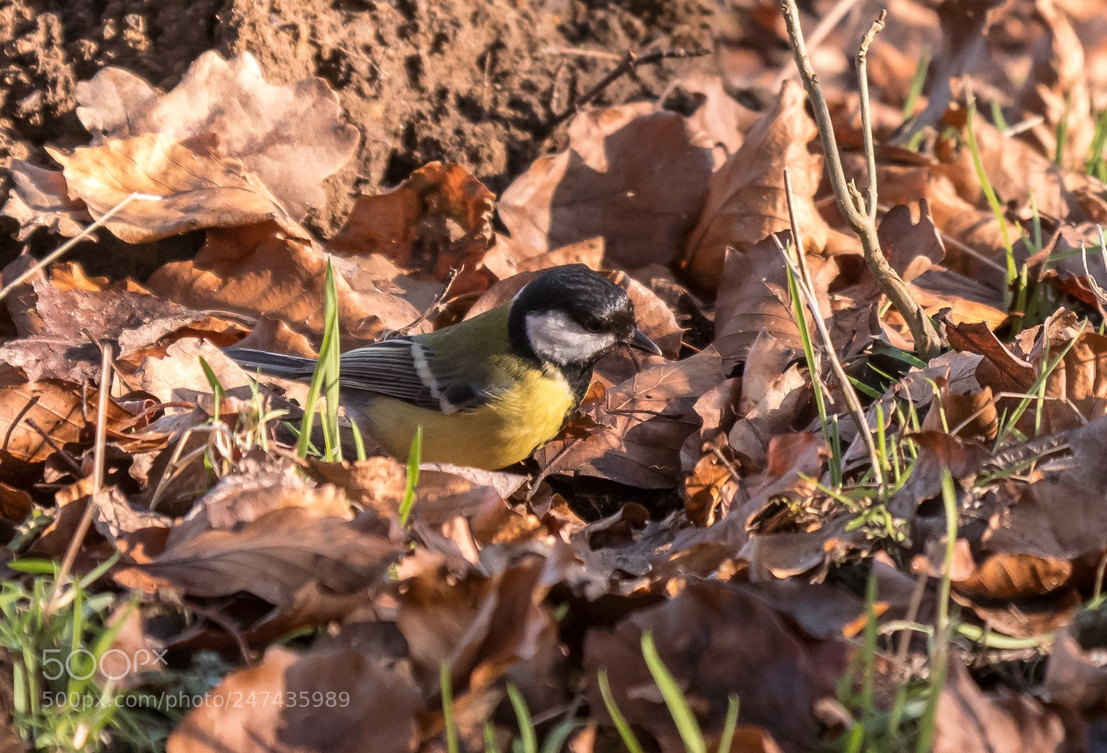 Panasonic Lumix DMC-GX85 (Lumix DMC-GX80 / Lumix DMC-GX7 Mark II) sample photo. Parus major foraging photography