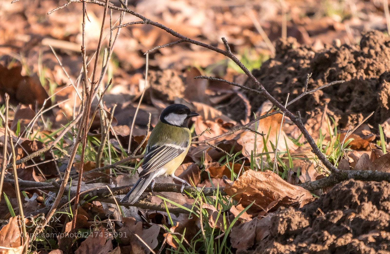 Panasonic Lumix DMC-GX85 (Lumix DMC-GX80 / Lumix DMC-GX7 Mark II) sample photo. Parus major foraging photography