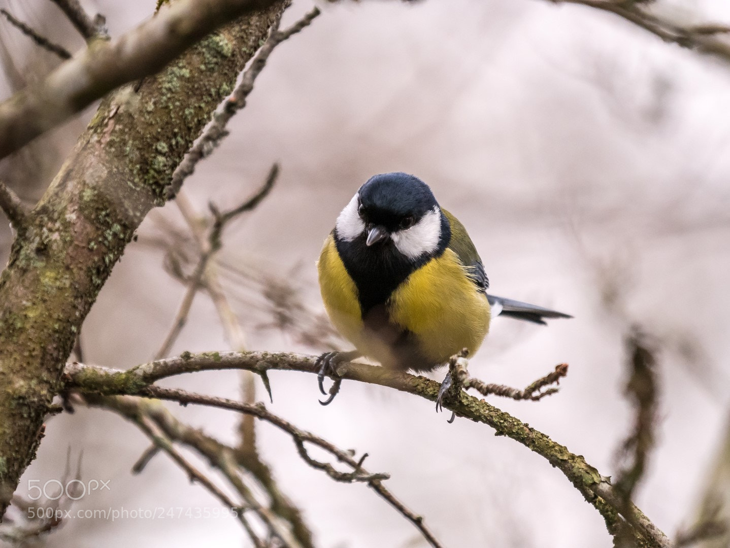 Panasonic Lumix DMC-GX85 (Lumix DMC-GX80 / Lumix DMC-GX7 Mark II) sample photo. Parus major photography