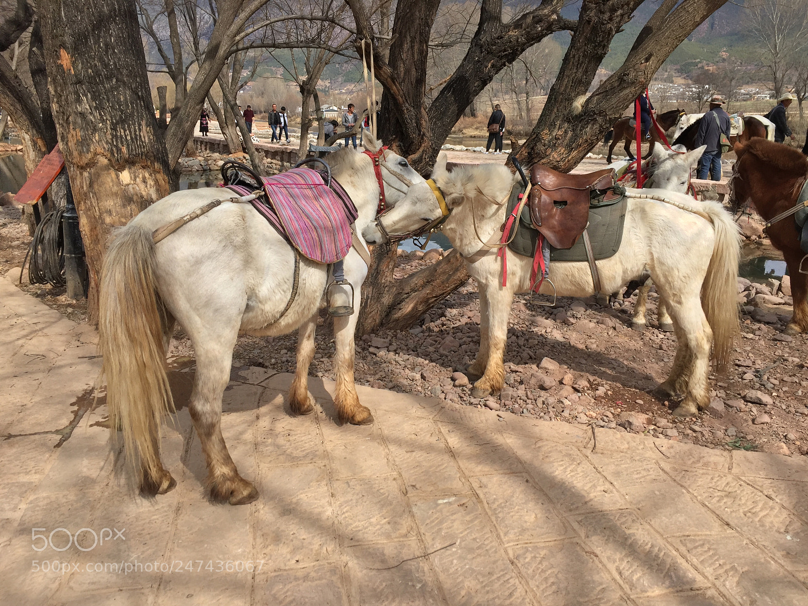 Apple iPhone 6 sample photo. Horses photography