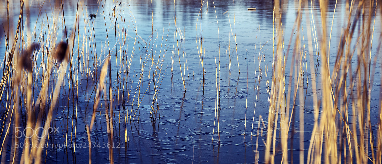 Sony ILCA-77M2 sample photo. Brittle photography