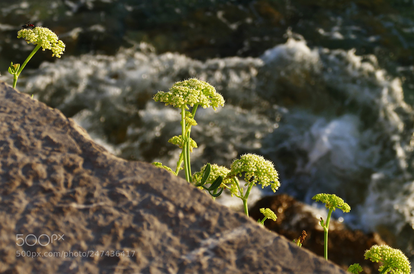 Panasonic Lumix DMC-FZ1000 sample photo. Green by the sea... photography