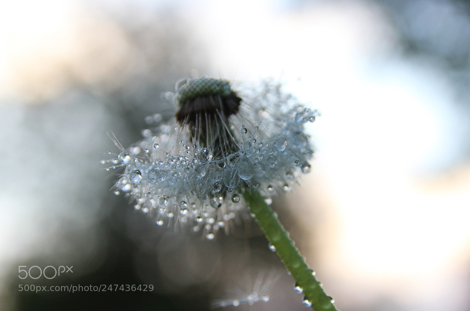 Canon EOS 600D (Rebel EOS T3i / EOS Kiss X5) sample photo. Dandelion and large drops photography