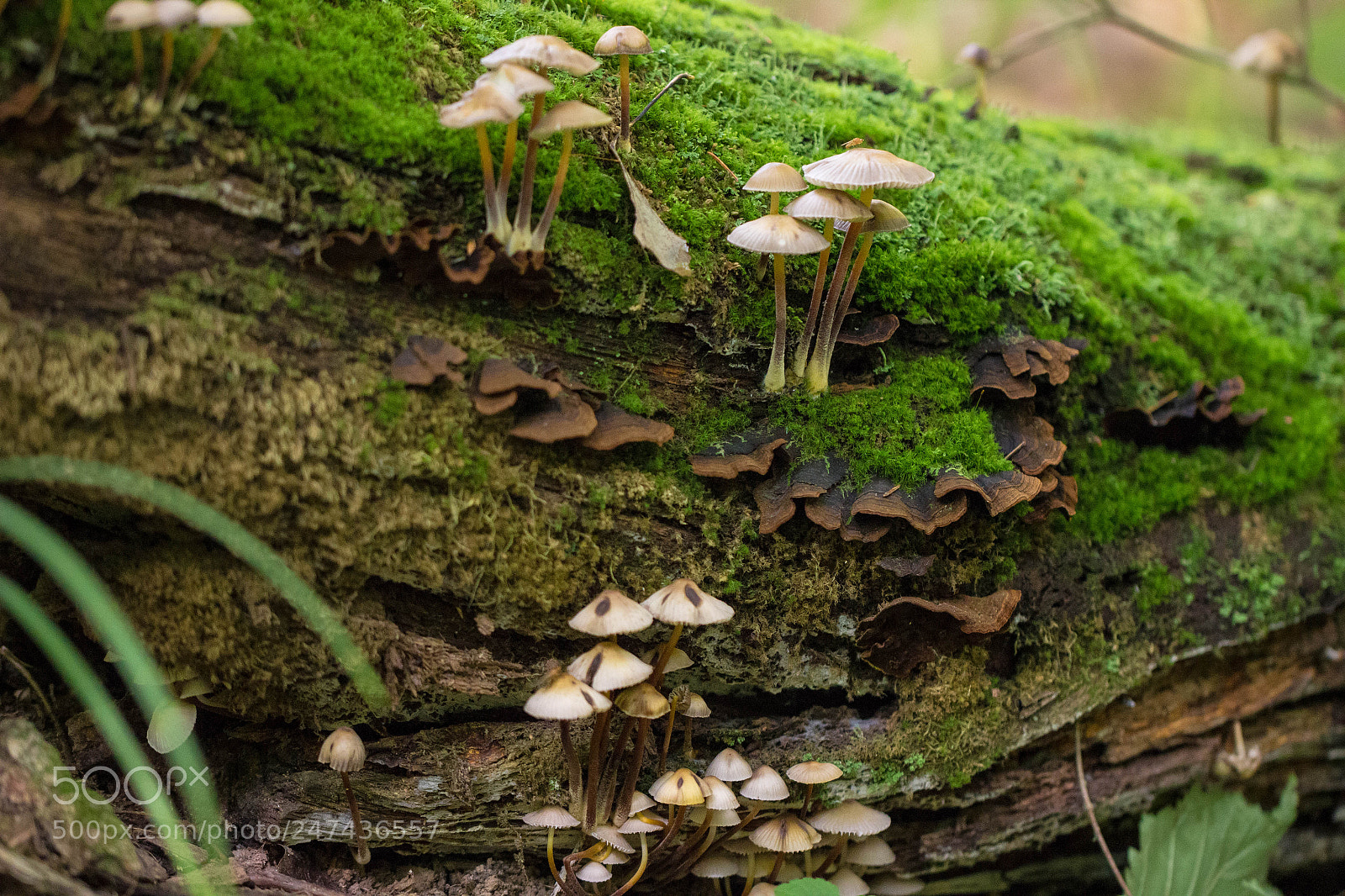 Canon EOS 600D (Rebel EOS T3i / EOS Kiss X5) sample photo. Floors of the forest photography