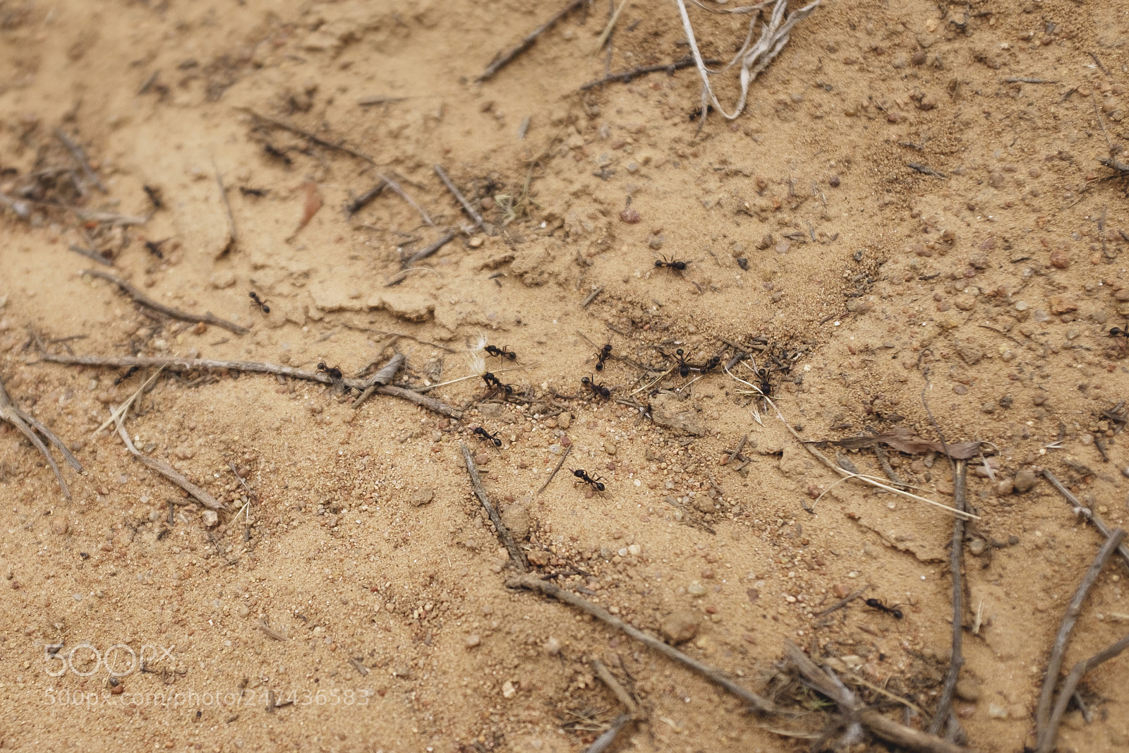 Fujifilm X100T sample photo. Ants photography