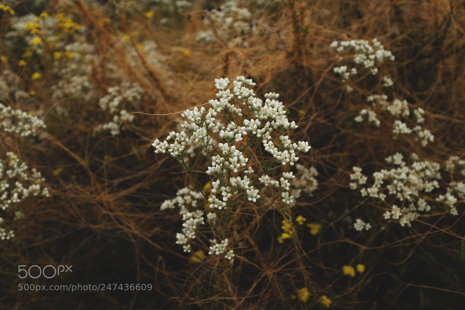 Fujifilm X100T sample photo. Buckwheatflowers photography