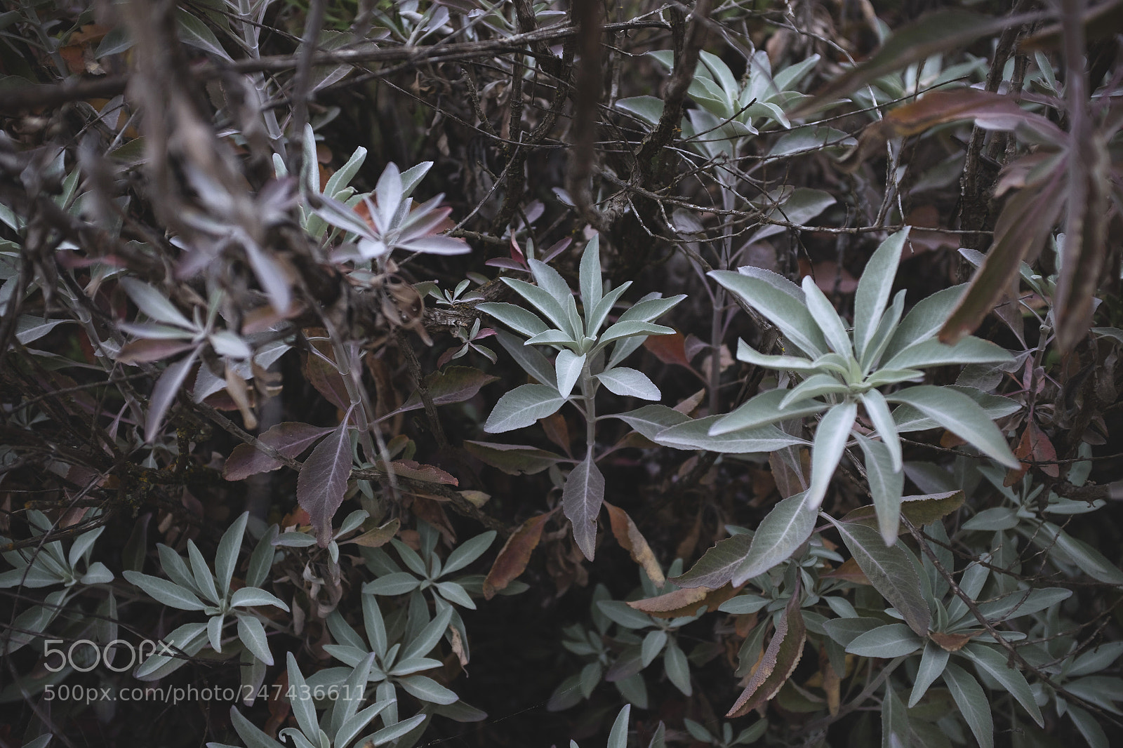 Fujifilm X100T sample photo. White sage photography