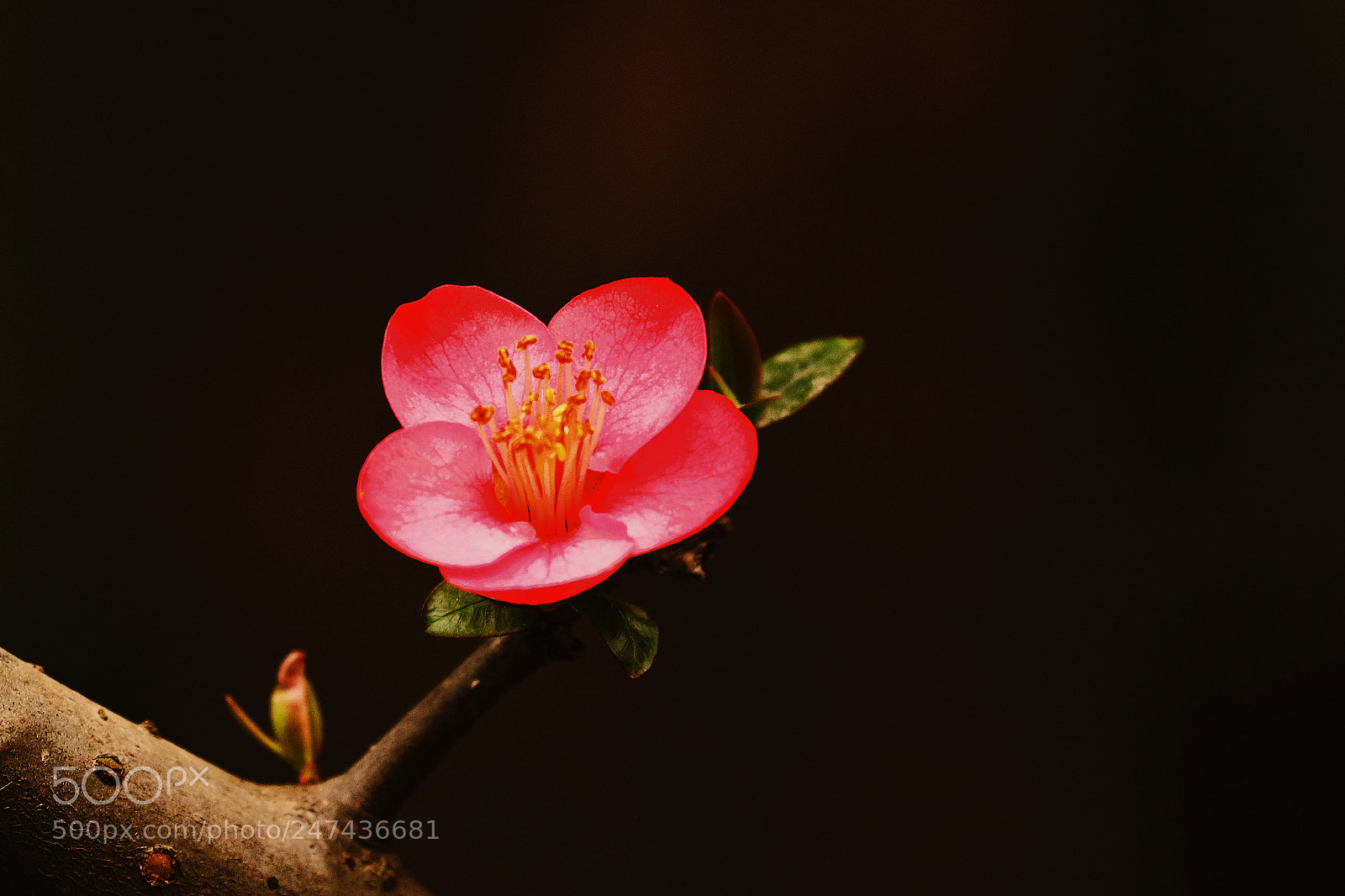 Canon EOS 7D Mark II sample photo. མེ་ཏོག་རྐང་གཅིག photography
