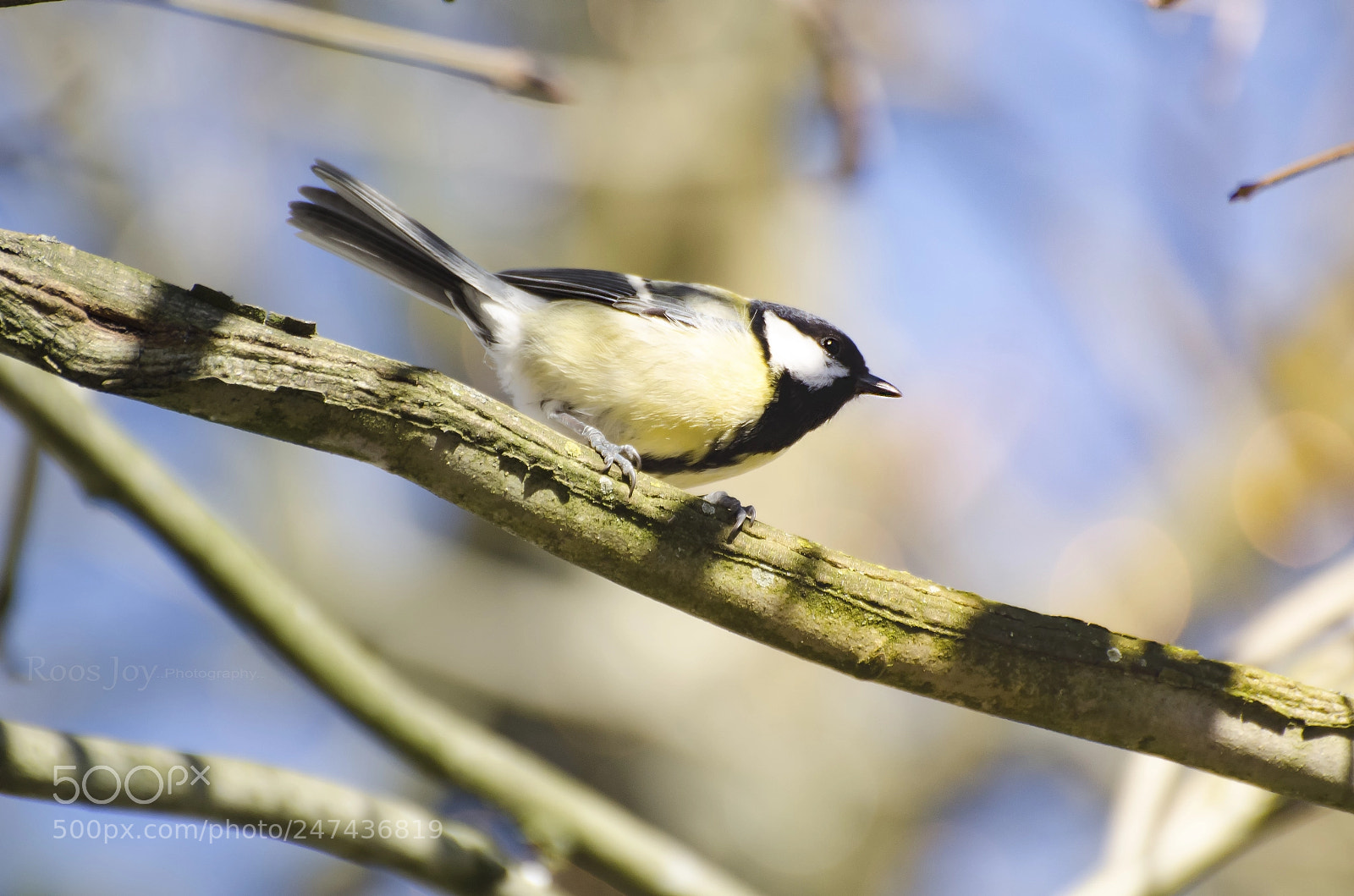 Nikon D5100 sample photo. Just a bird photography
