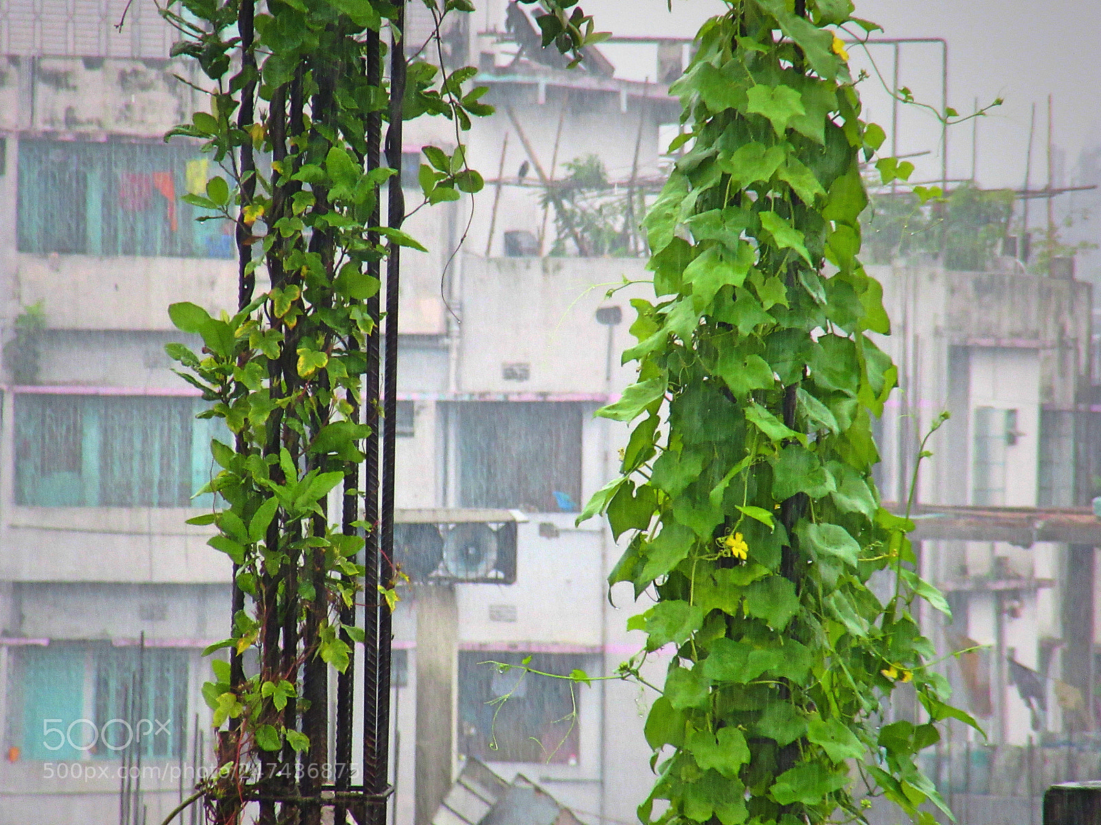 Canon PowerShot SX610 HS sample photo. Fotor photography