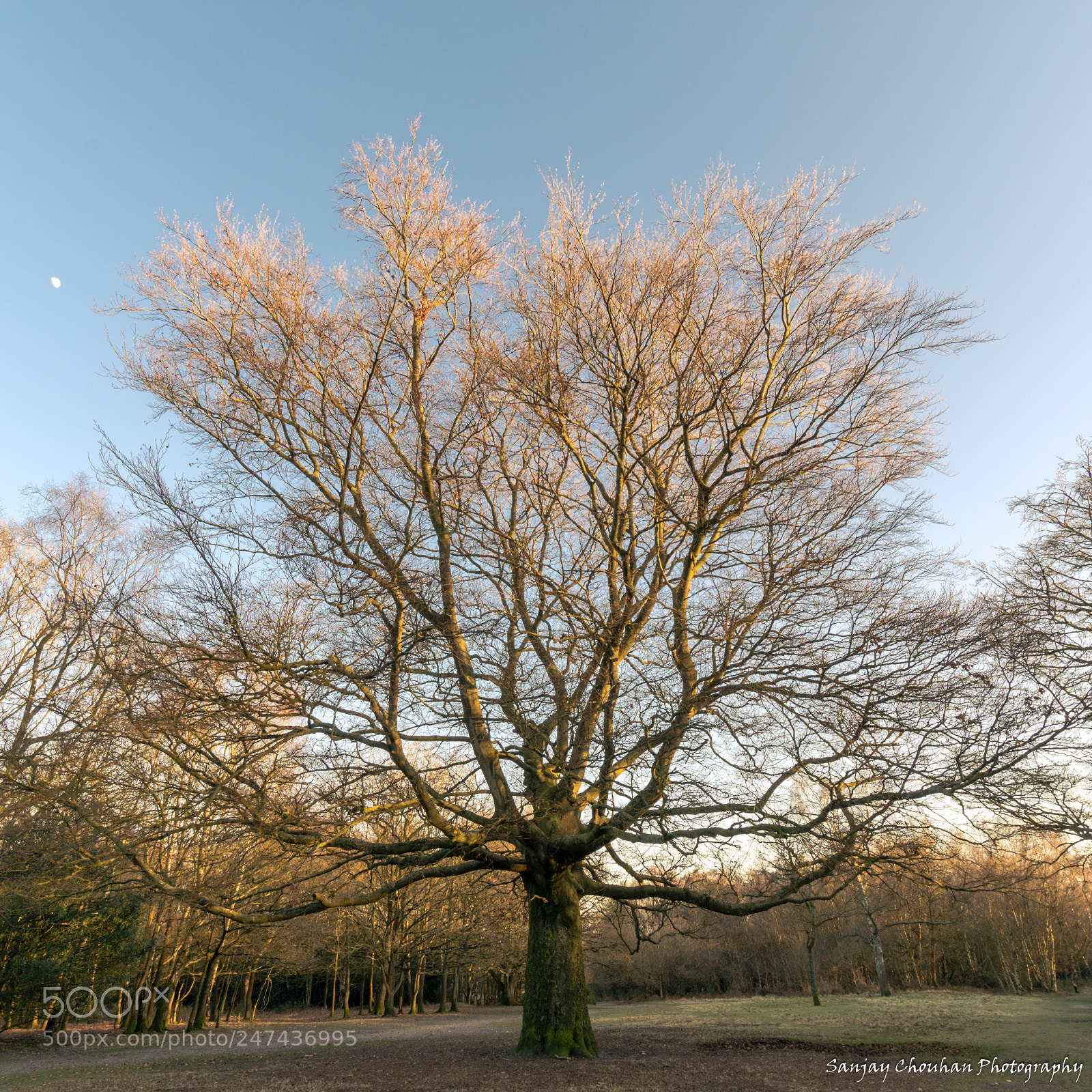 Nikon D7200 sample photo. Sutton park tree photography