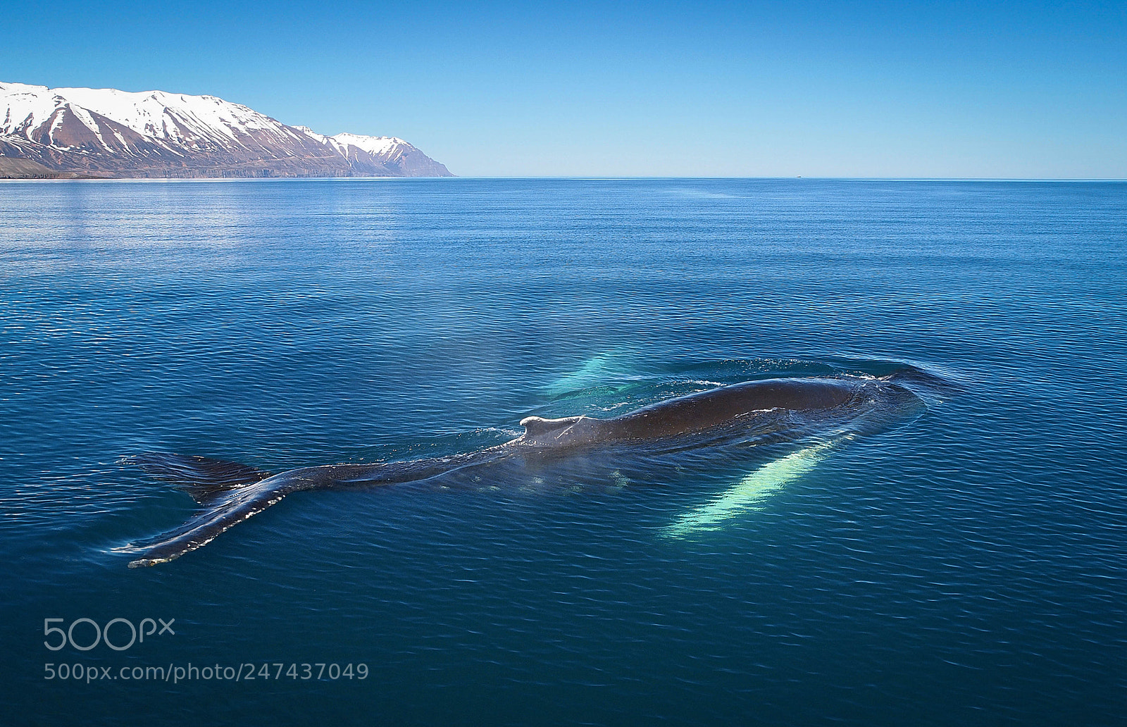 Olympus E-5 sample photo. Humpack whale in icelandic photography