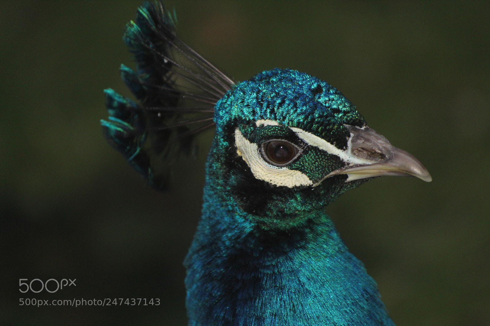 Canon EF-S 55-250mm F4-5.6 IS II sample photo. Blue boy photography
