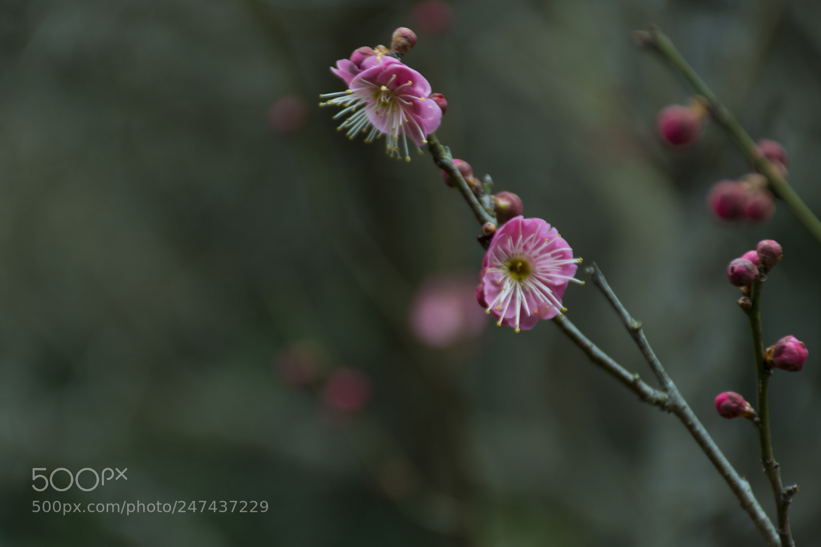 Nikon D7100 sample photo. _dsc4105-44.jpg photography