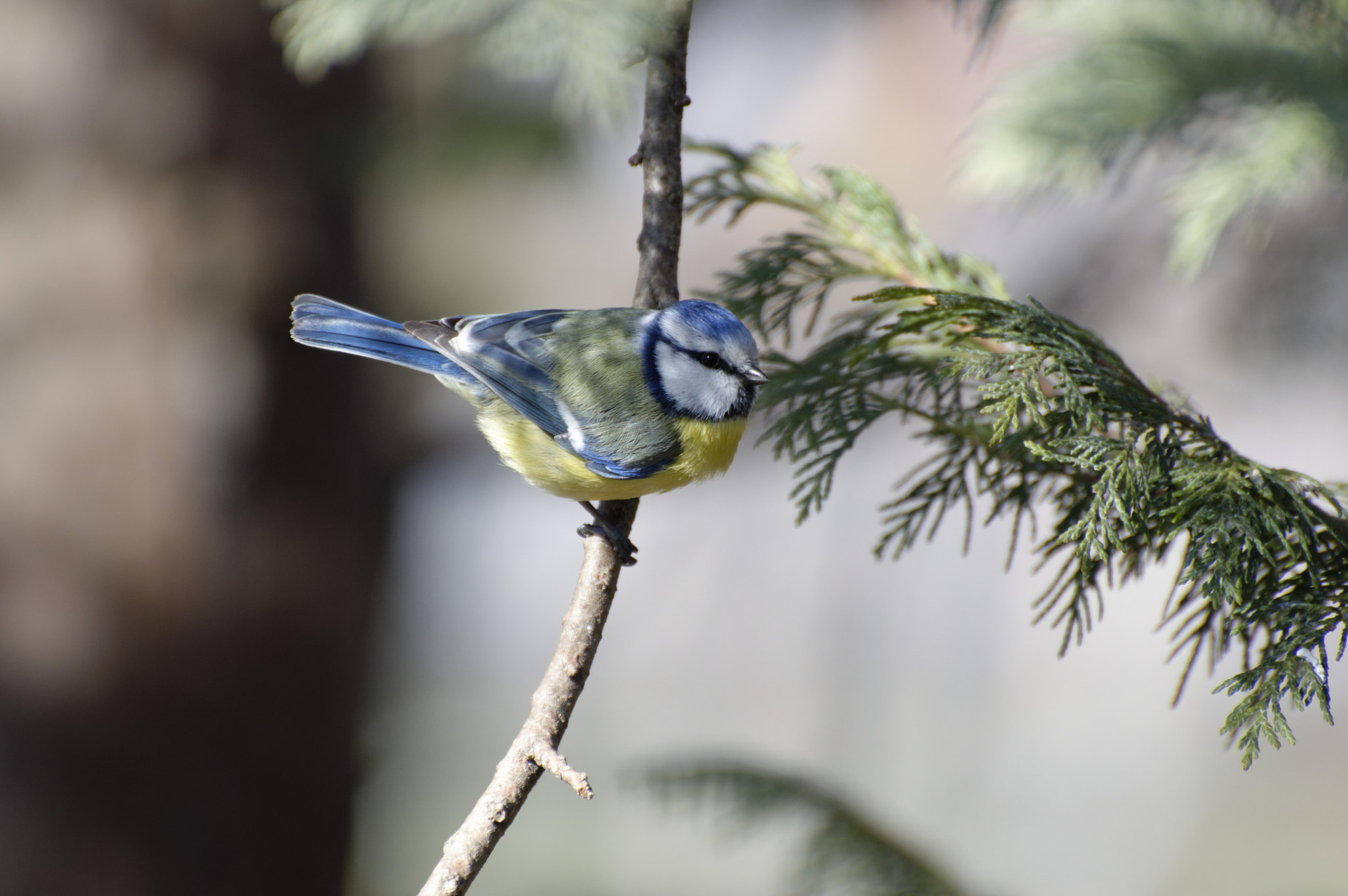 Nikon D3200 sample photo. Paridae photography