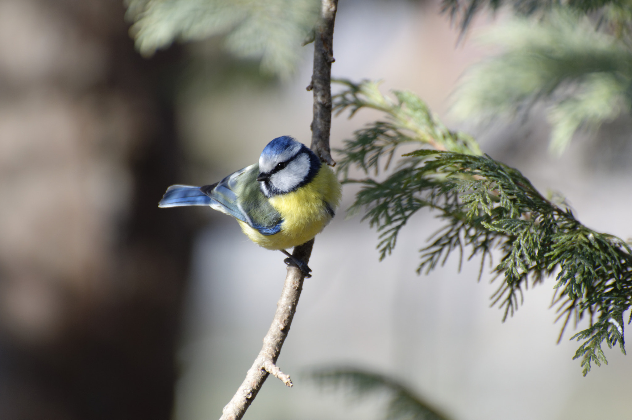 Nikon D3200 sample photo. Paridae ii photography