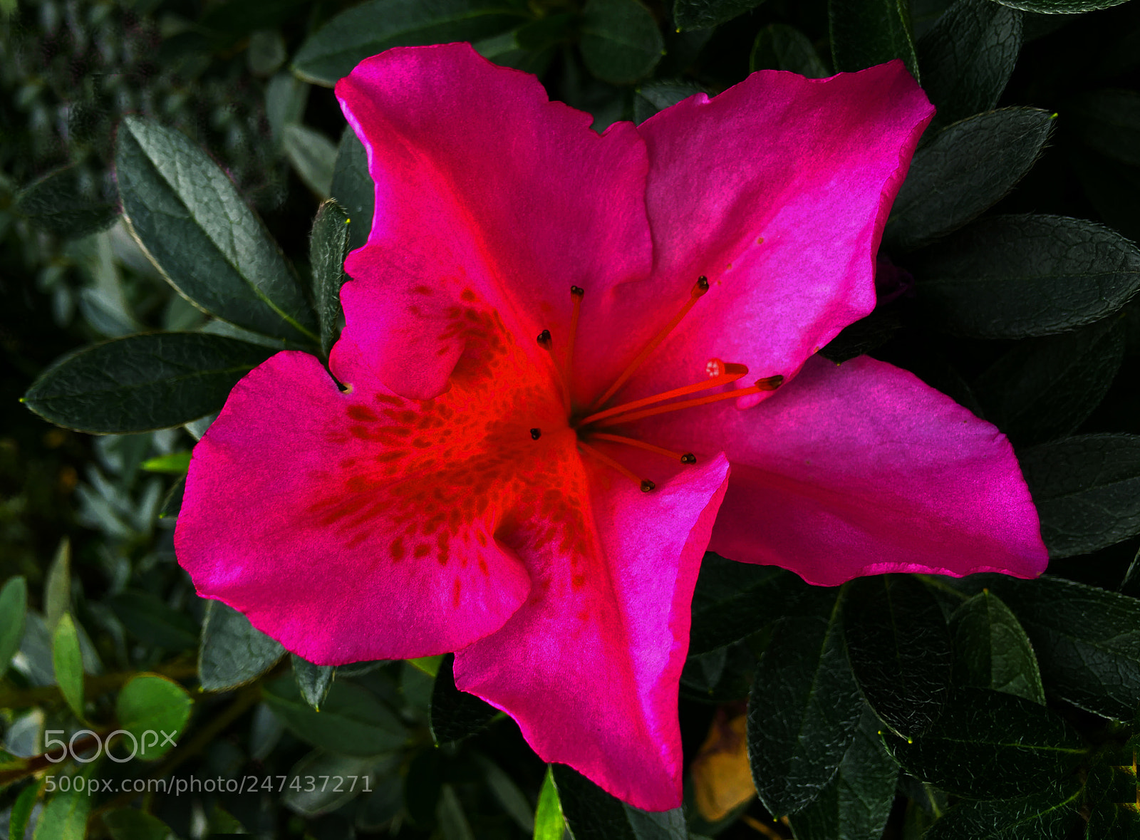 Apple iPhone 6s Plus sample photo. Flor photography