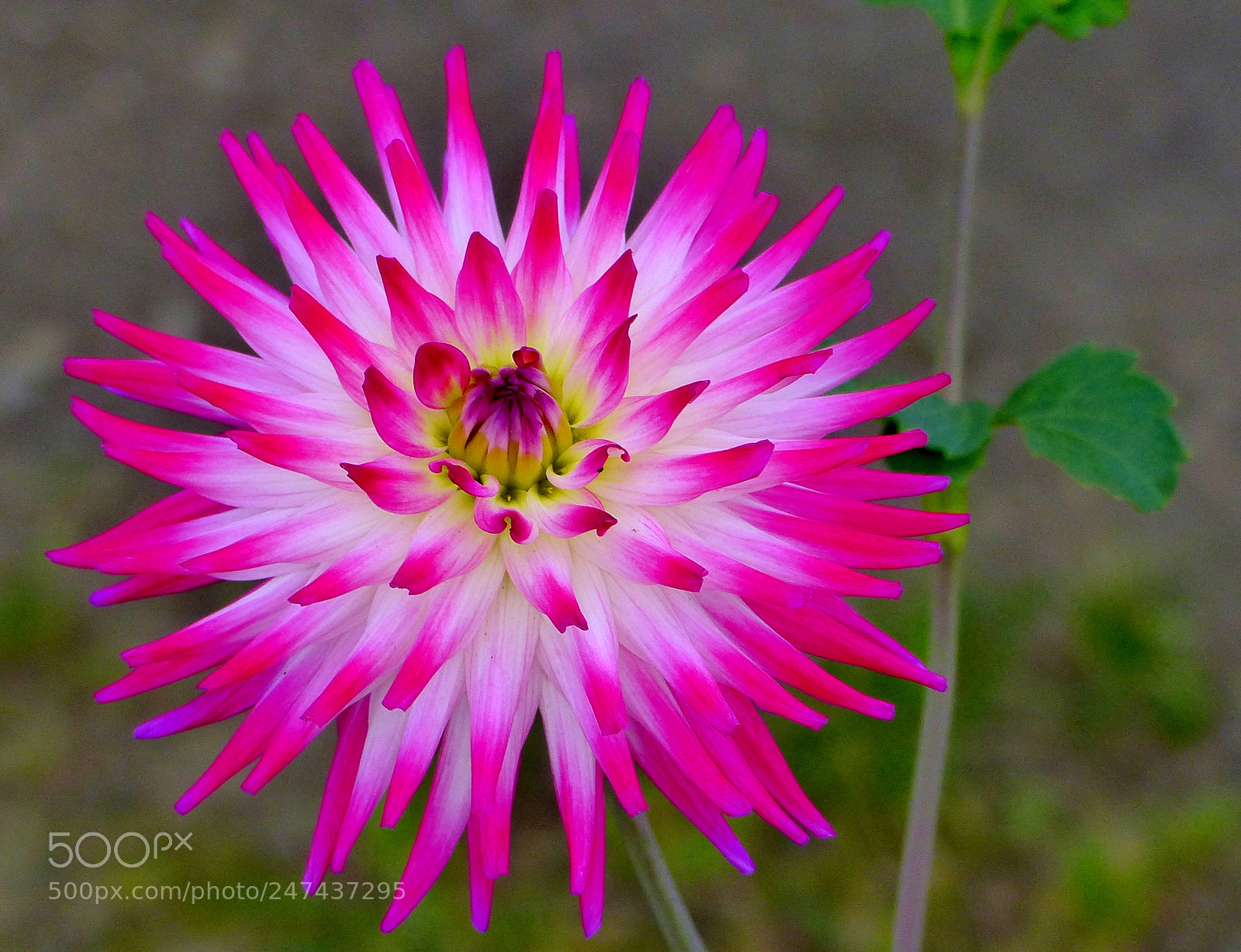 Panasonic Lumix DMC-FZ200 sample photo. Dahlia. photography