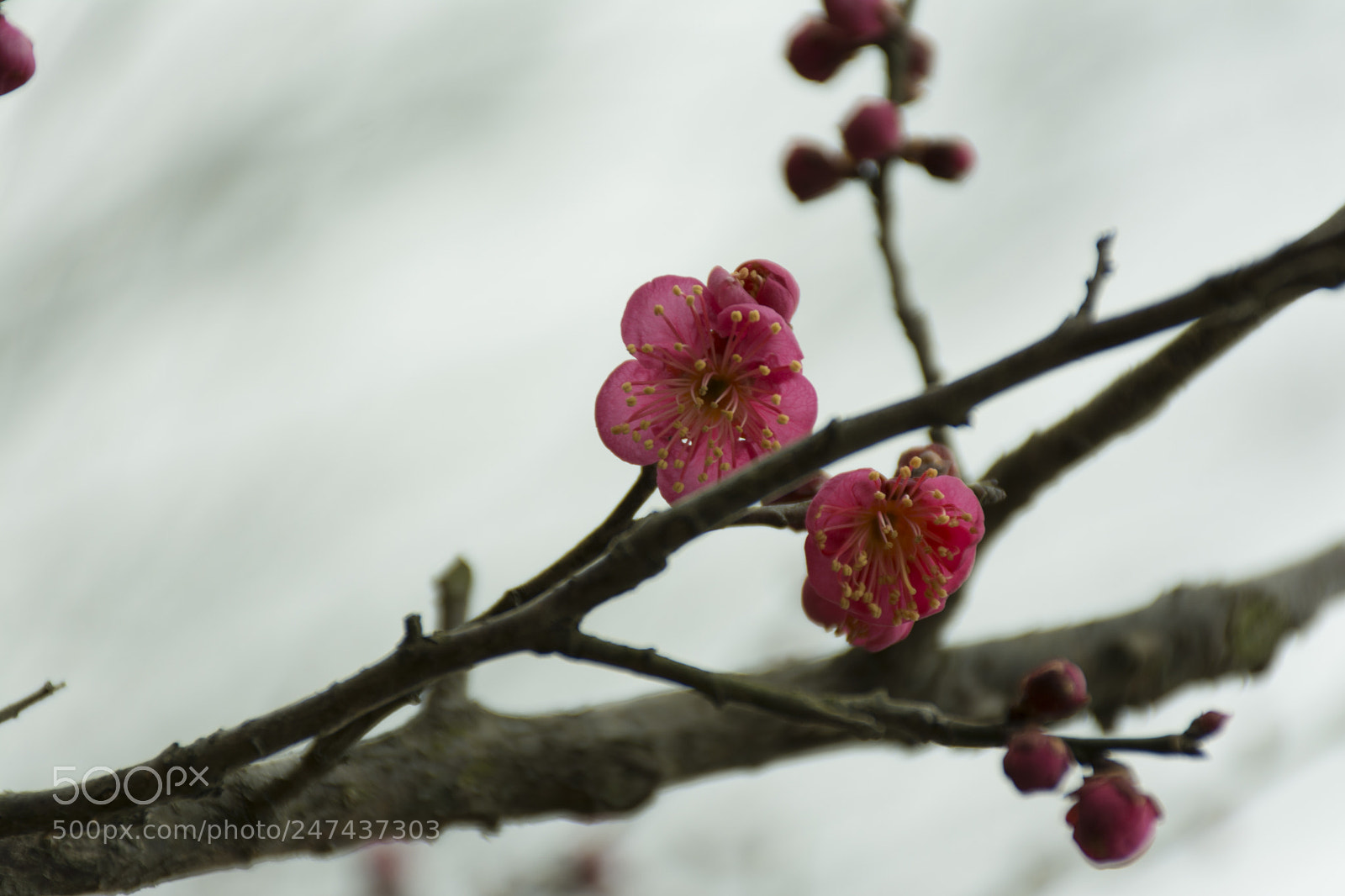 Nikon D7100 sample photo. _dsc4126-54.jpg photography