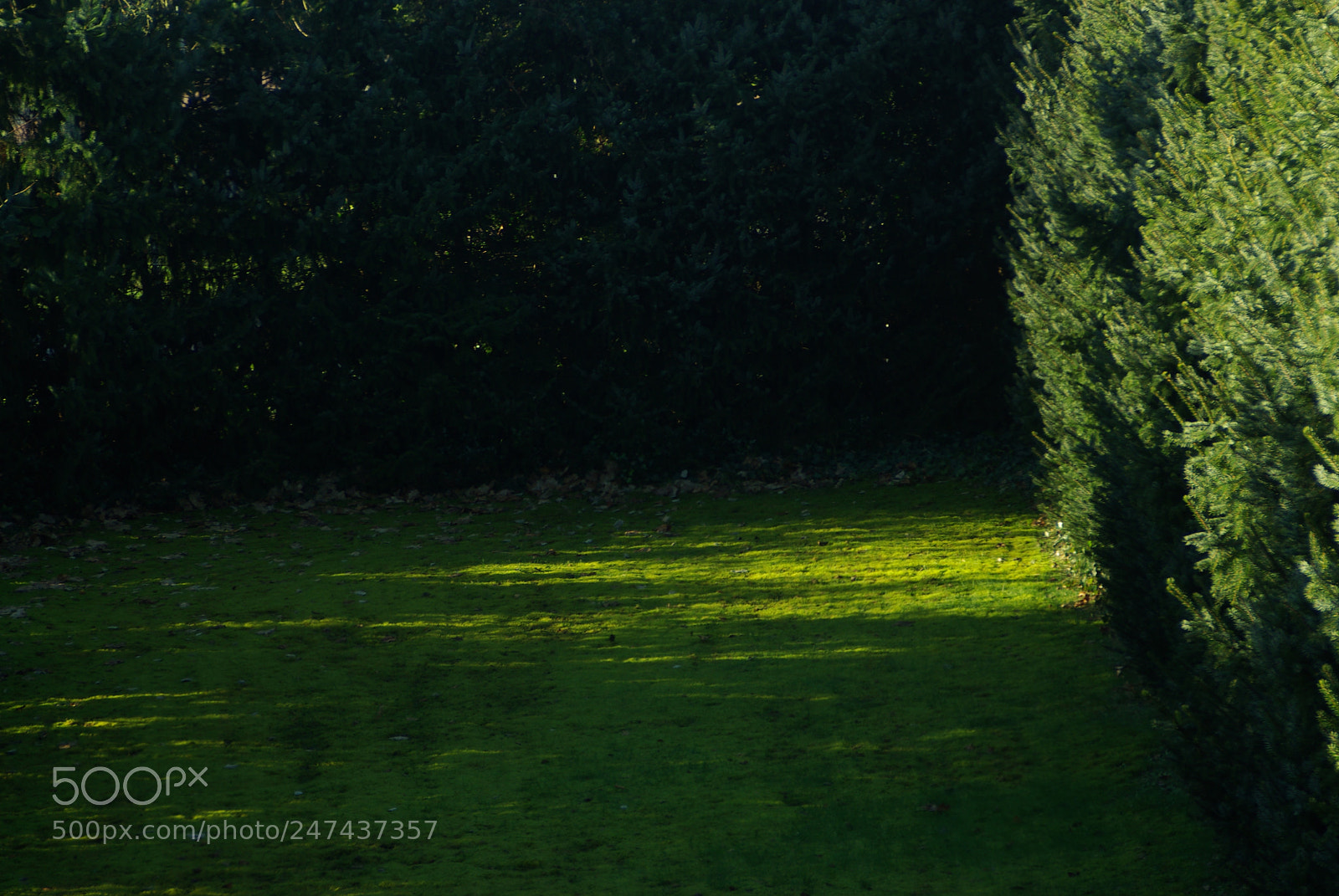 Pentax K10D sample photo. Little garden by the photography