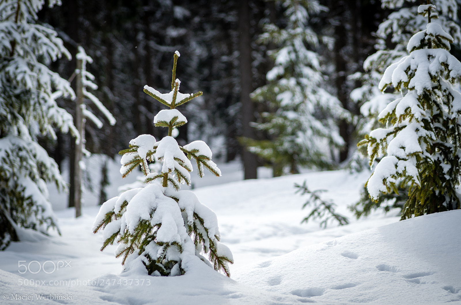 Pentax K-50 sample photo. Winter moods photography