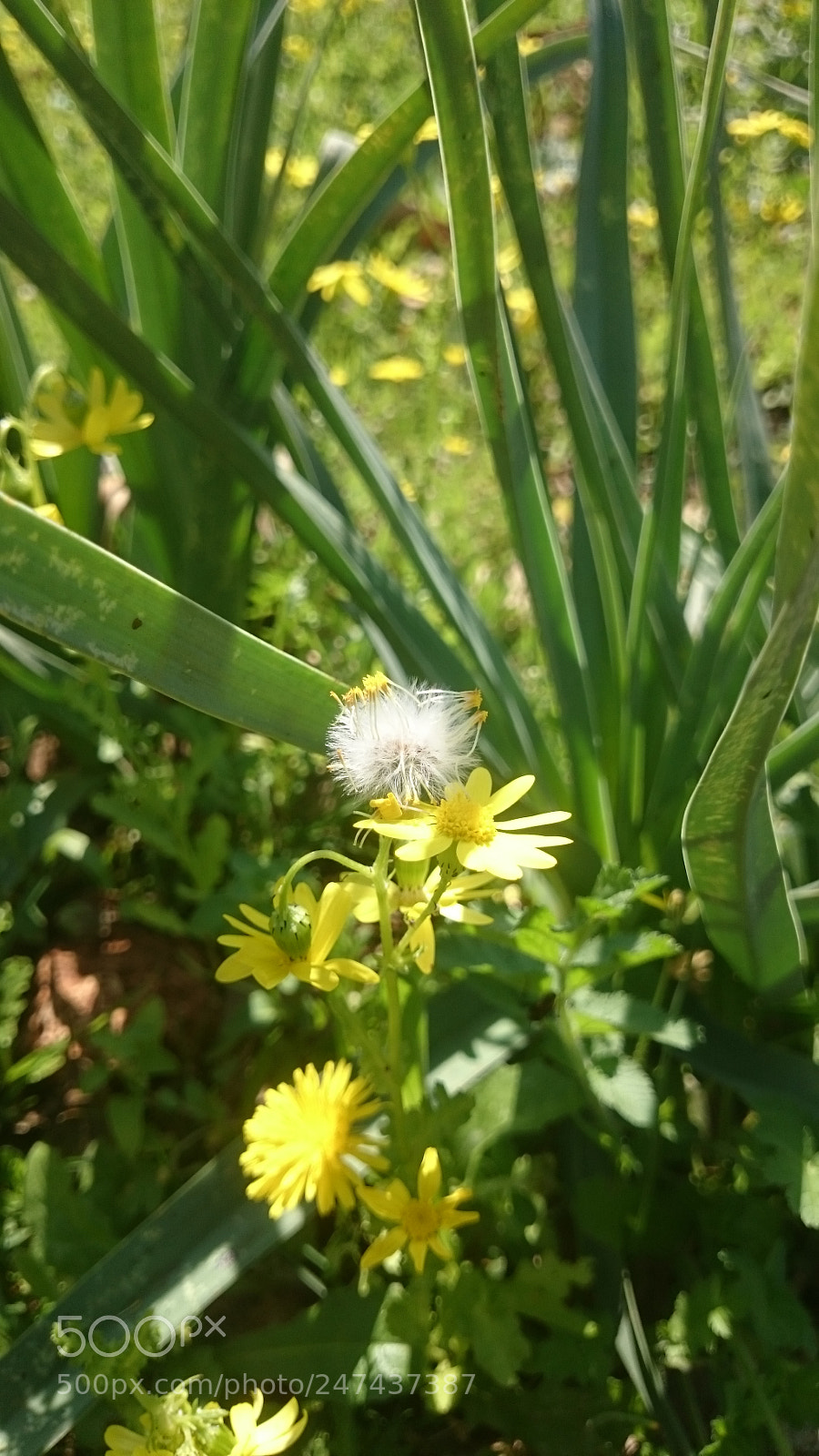 Sony Xperia Z2 sample photo. Untitled photography