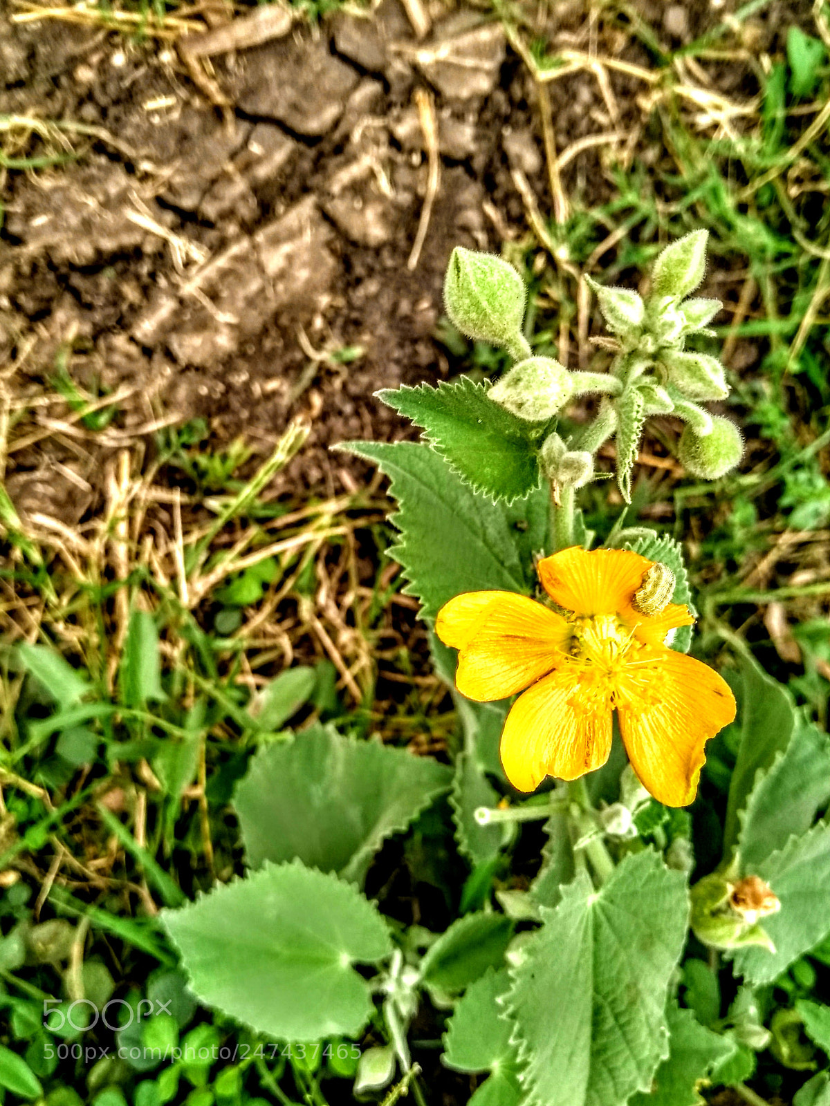 Motorola Moto G (5S) sample photo. Untitled photography