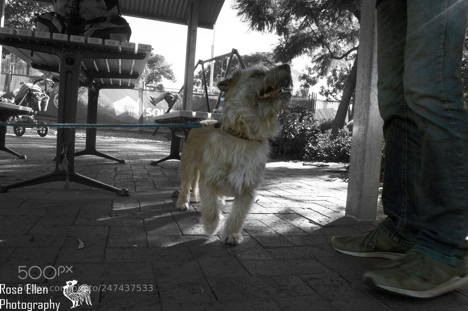 Nikon D3200 sample photo. Unknown name, dog at photography