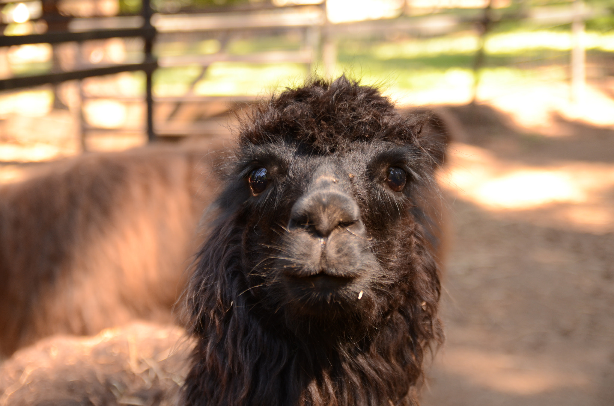 Nikon D7000 sample photo. Alpaca photography