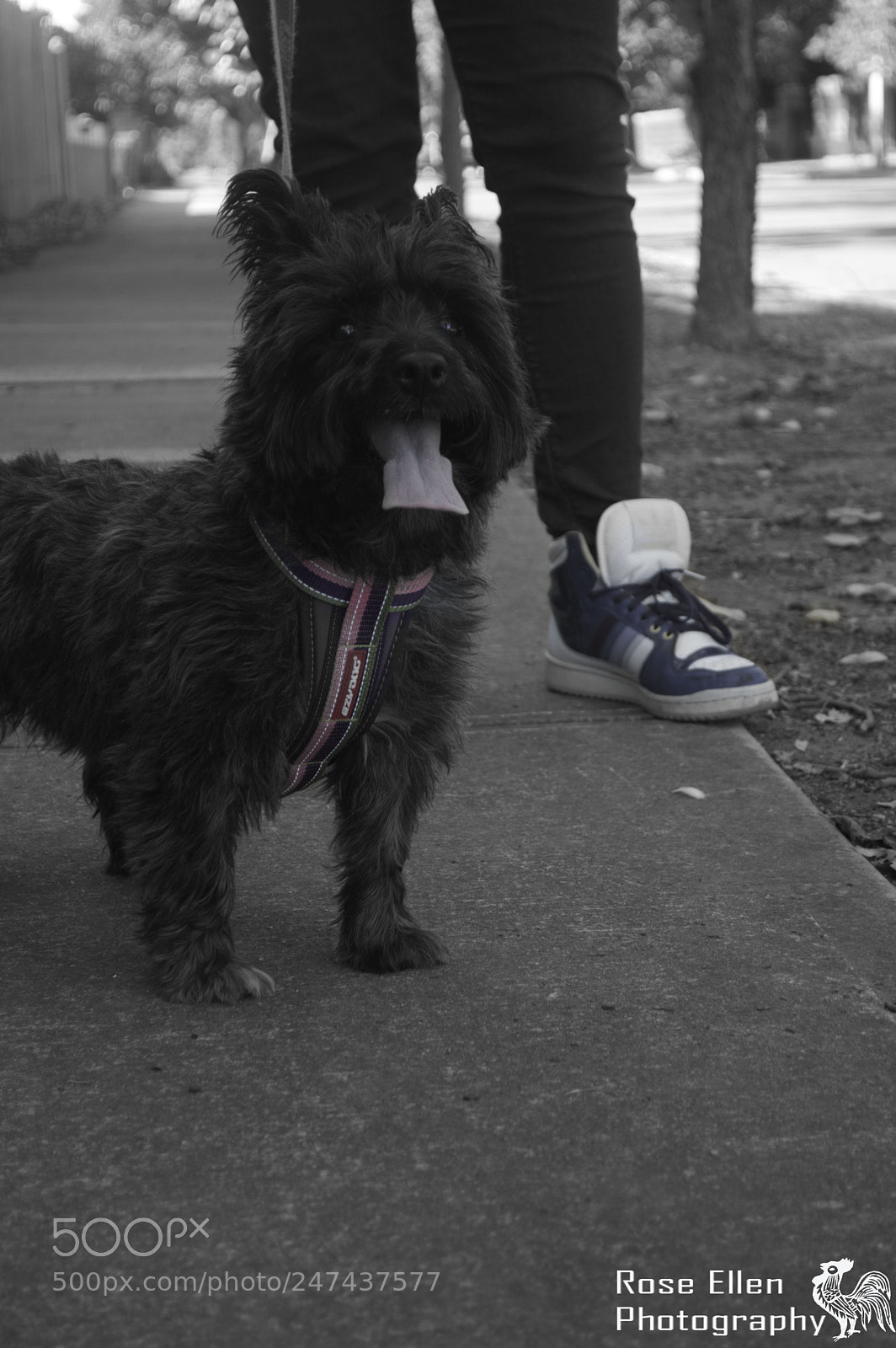 Nikon D3200 sample photo. Sadie the pooch. photography