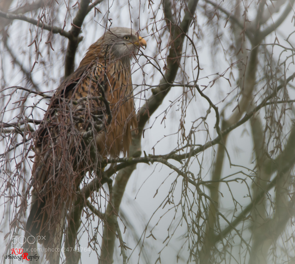Nikon D7100 sample photo. Red kite vantage point photography