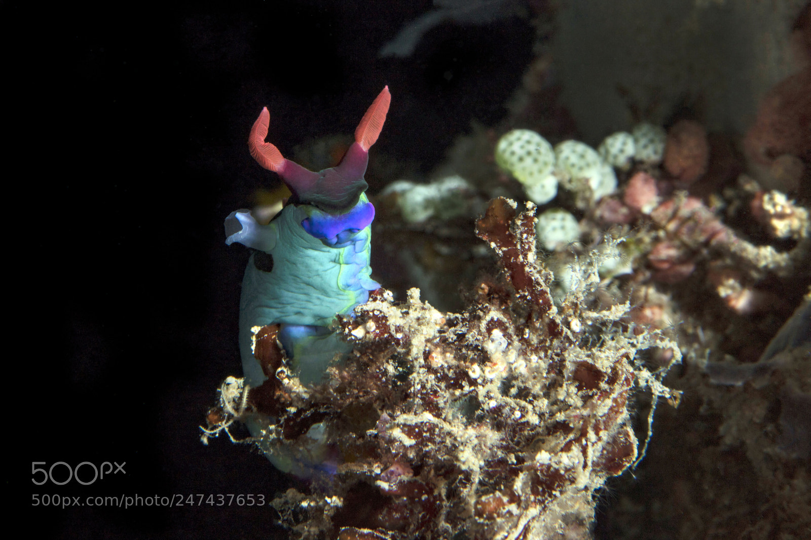 Canon EOS 5DS R sample photo. Nudibranch nembrotha chamberlaini. photography
