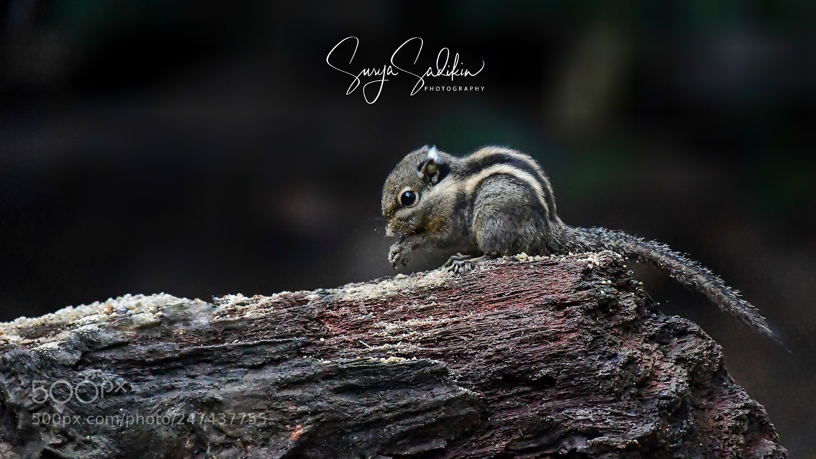 Nikon D850 sample photo. Himalayan striped squirel photography