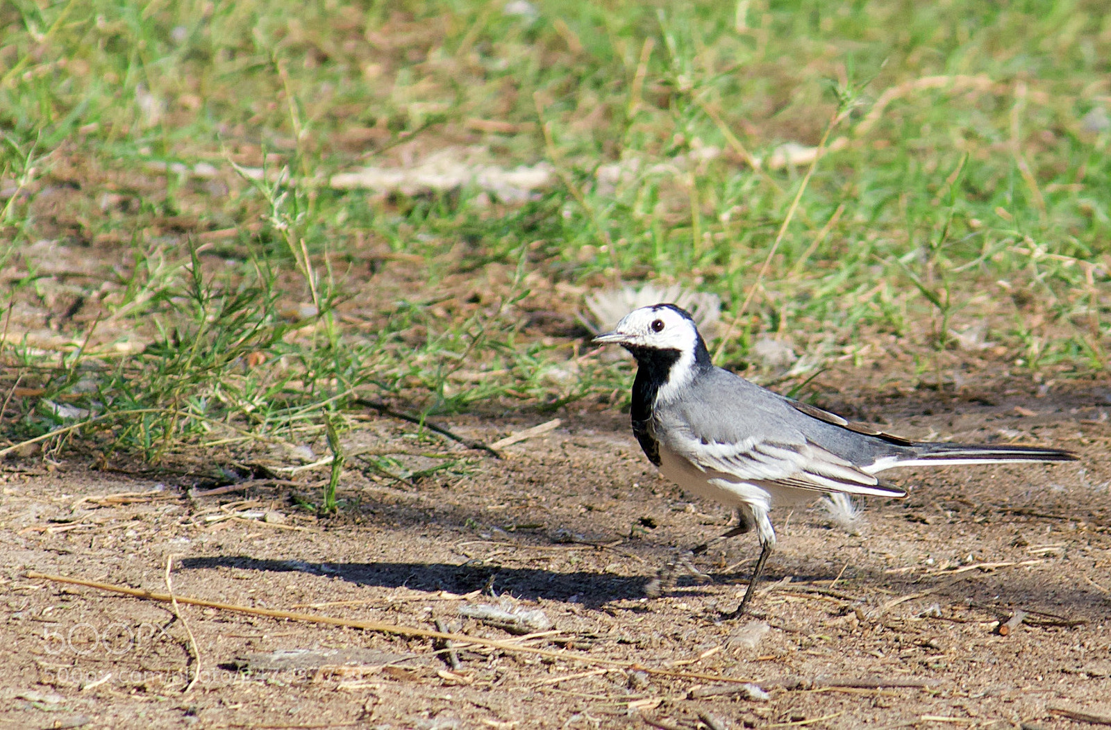 Canon EF-S 55-250mm F4-5.6 IS II sample photo. White wagtail photography