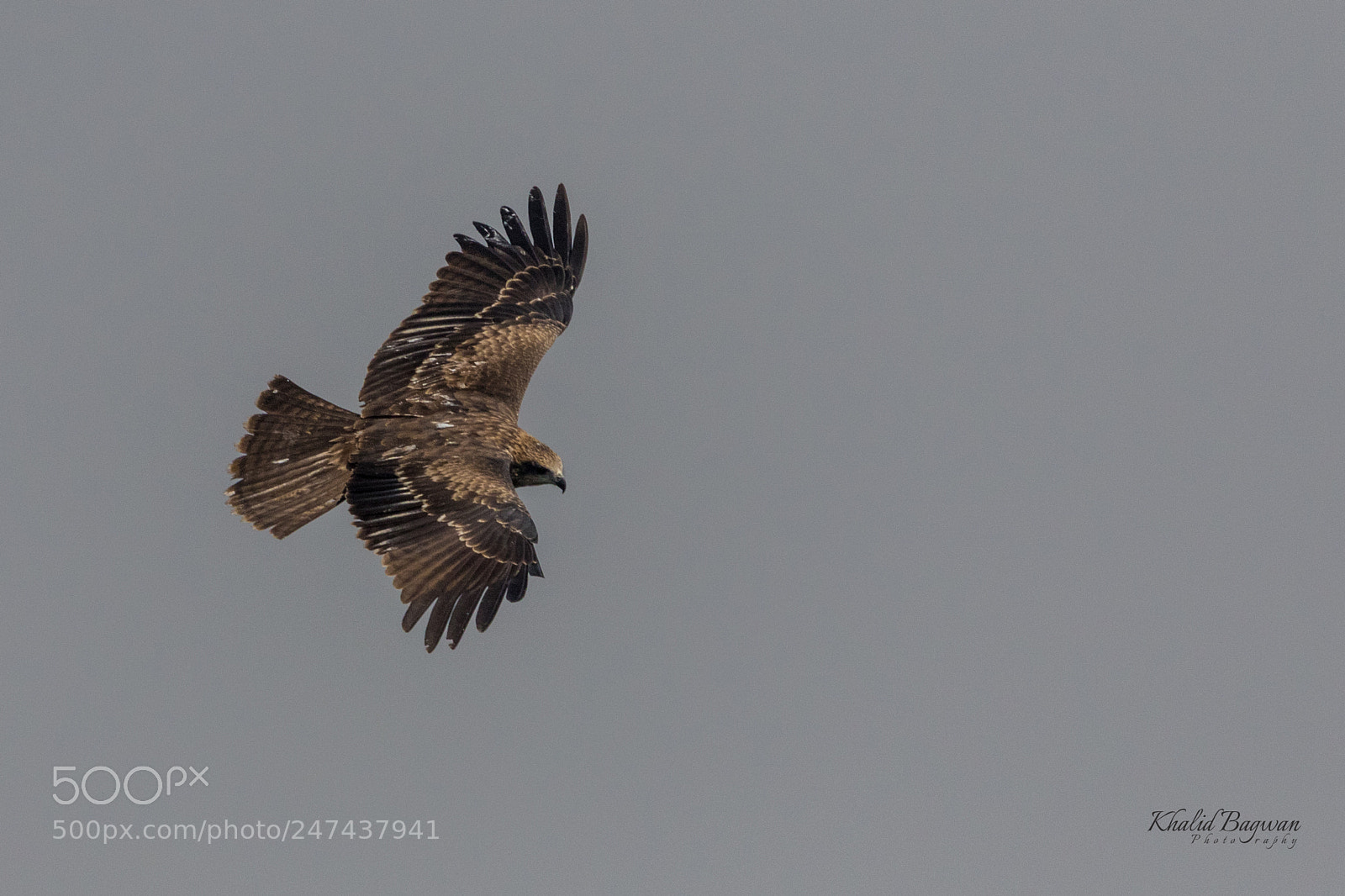 Canon EOS 7D Mark II sample photo. Black kite photography