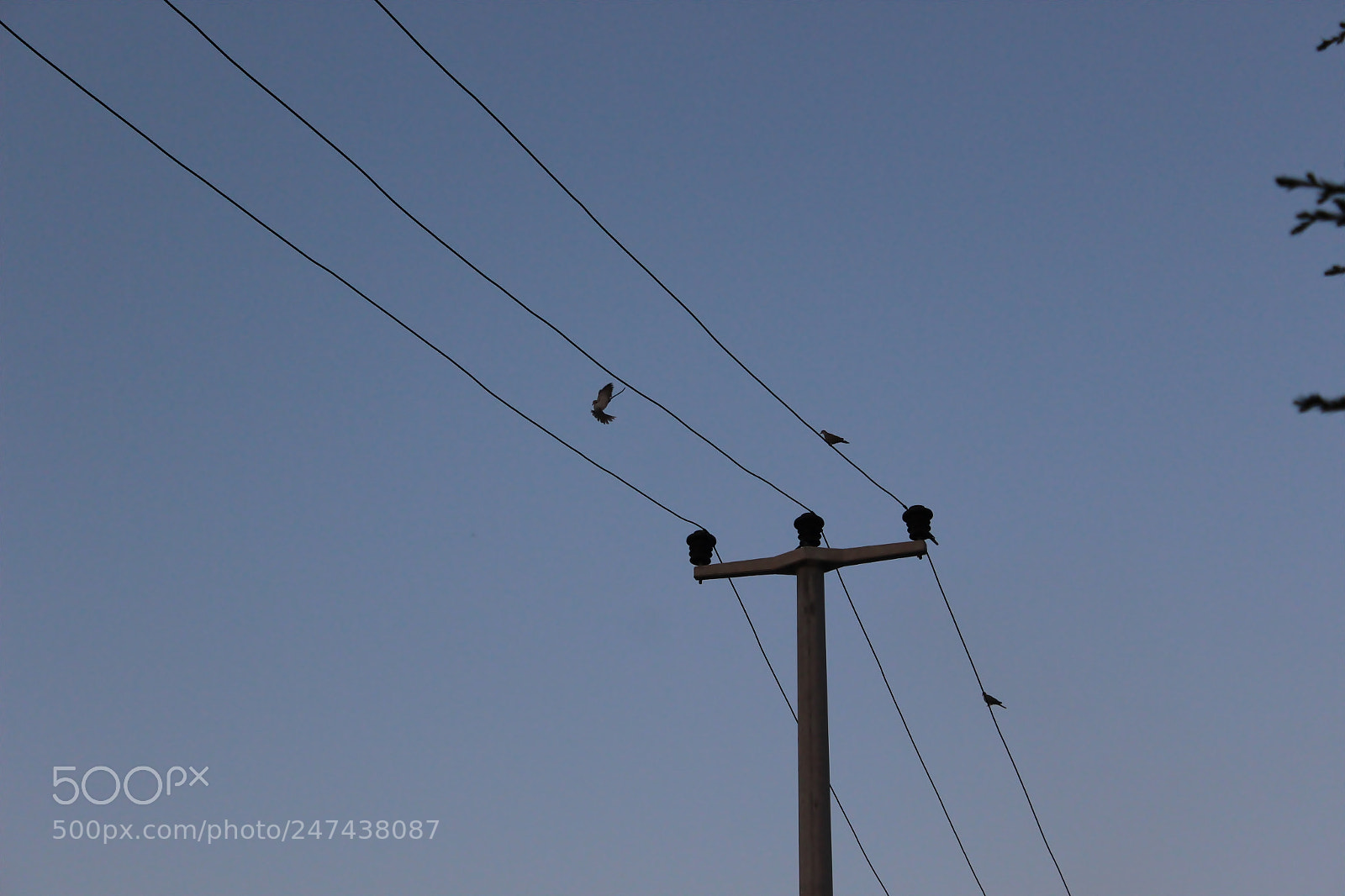 Canon EF-S 18-55mm F3.5-5.6 III sample photo. Flight/uçuş photography