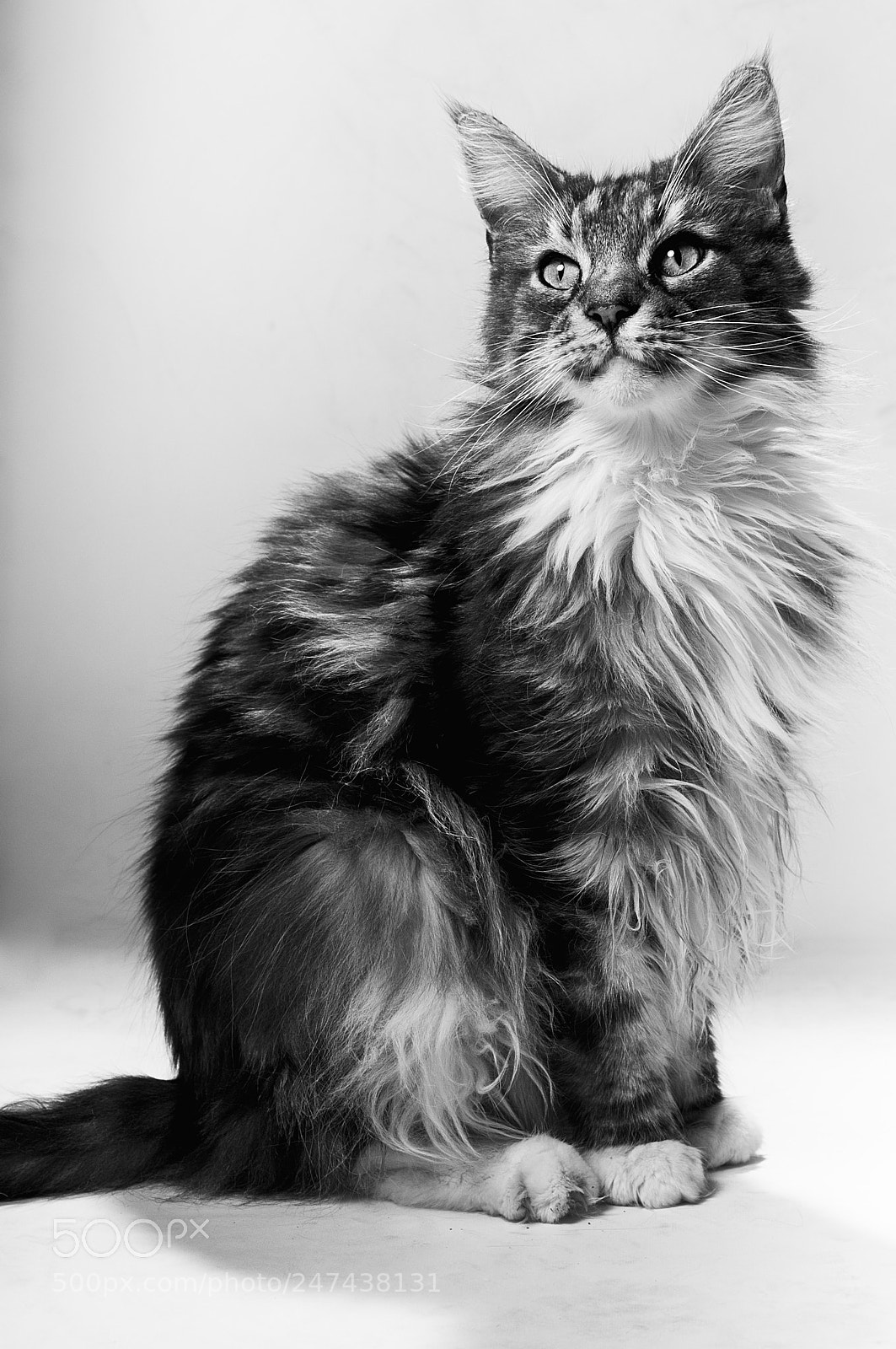 Nikon D300S sample photo. Maine coon photography