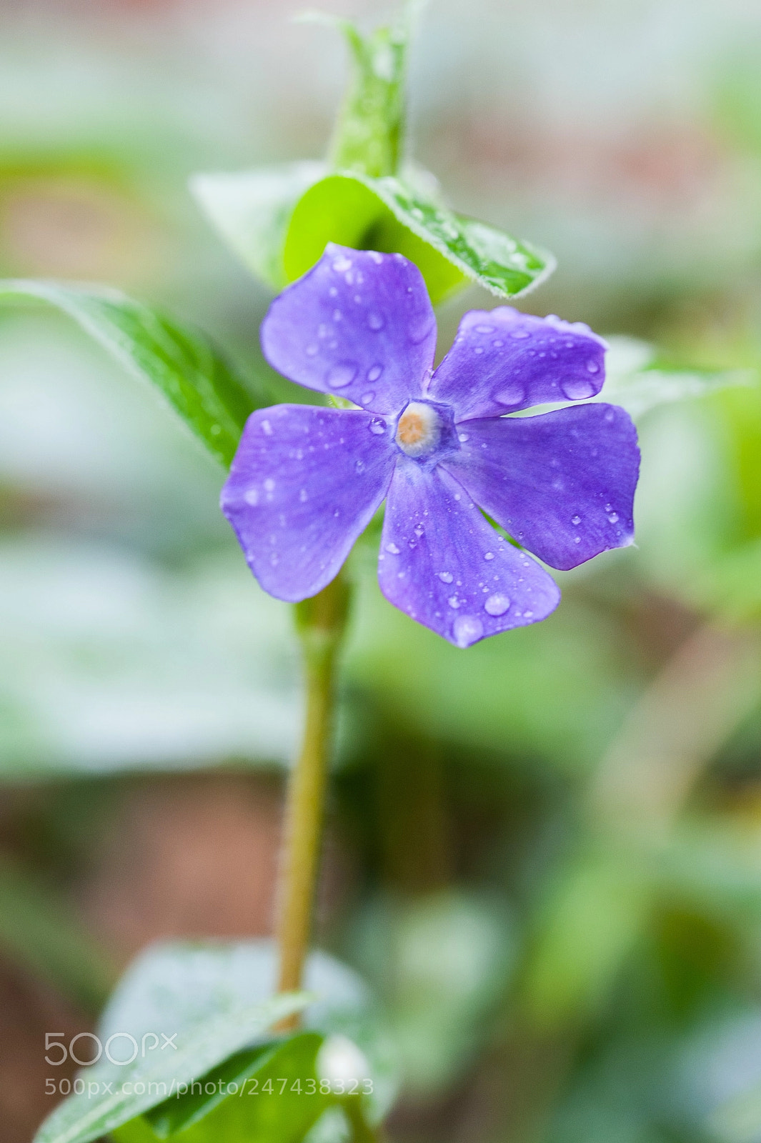 Nikon D700 sample photo. Violetta photography