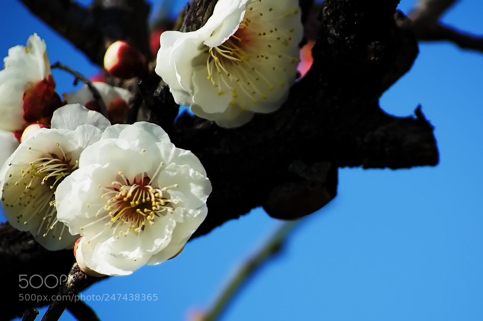 Nikon D40 sample photo. Shiraume which bloomed beautifully photography