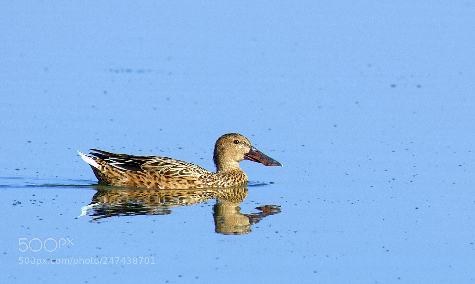 Canon EF-S 55-250mm F4-5.6 IS II sample photo. Lesser whistling duck photography