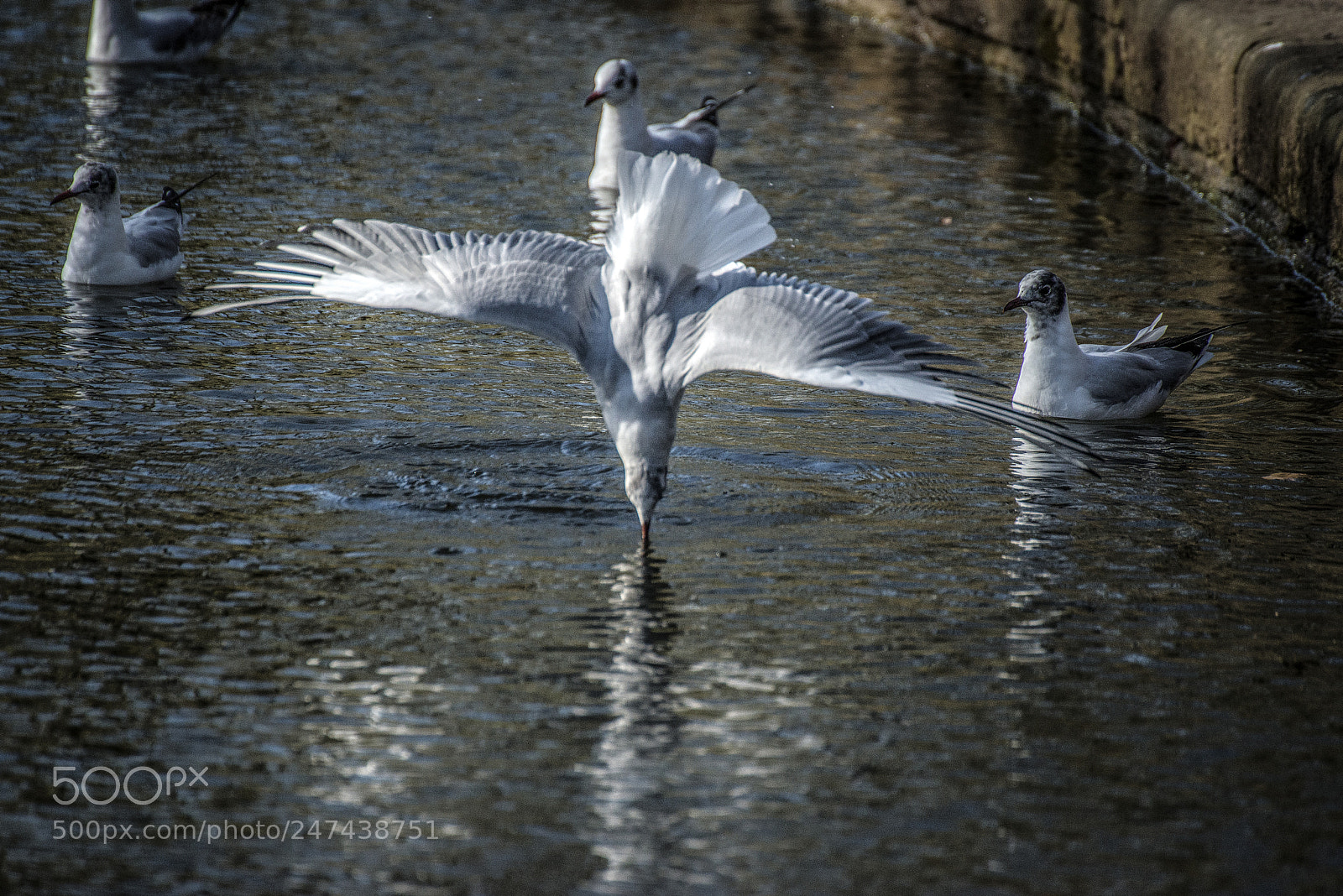 Nikon D610 sample photo. Timing photography