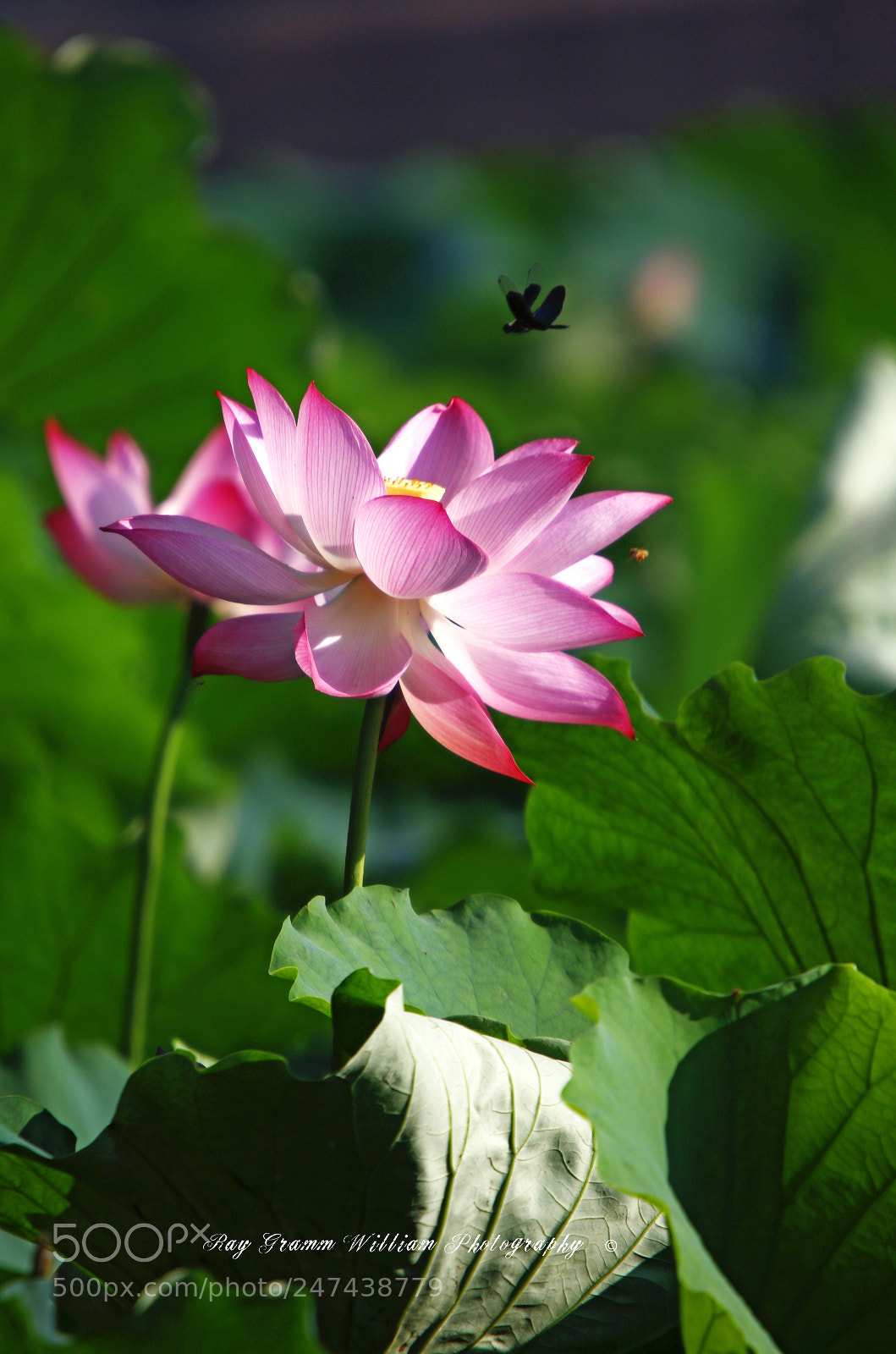Canon EOS 7D Mark II sample photo. Forever-bloom flowers photography