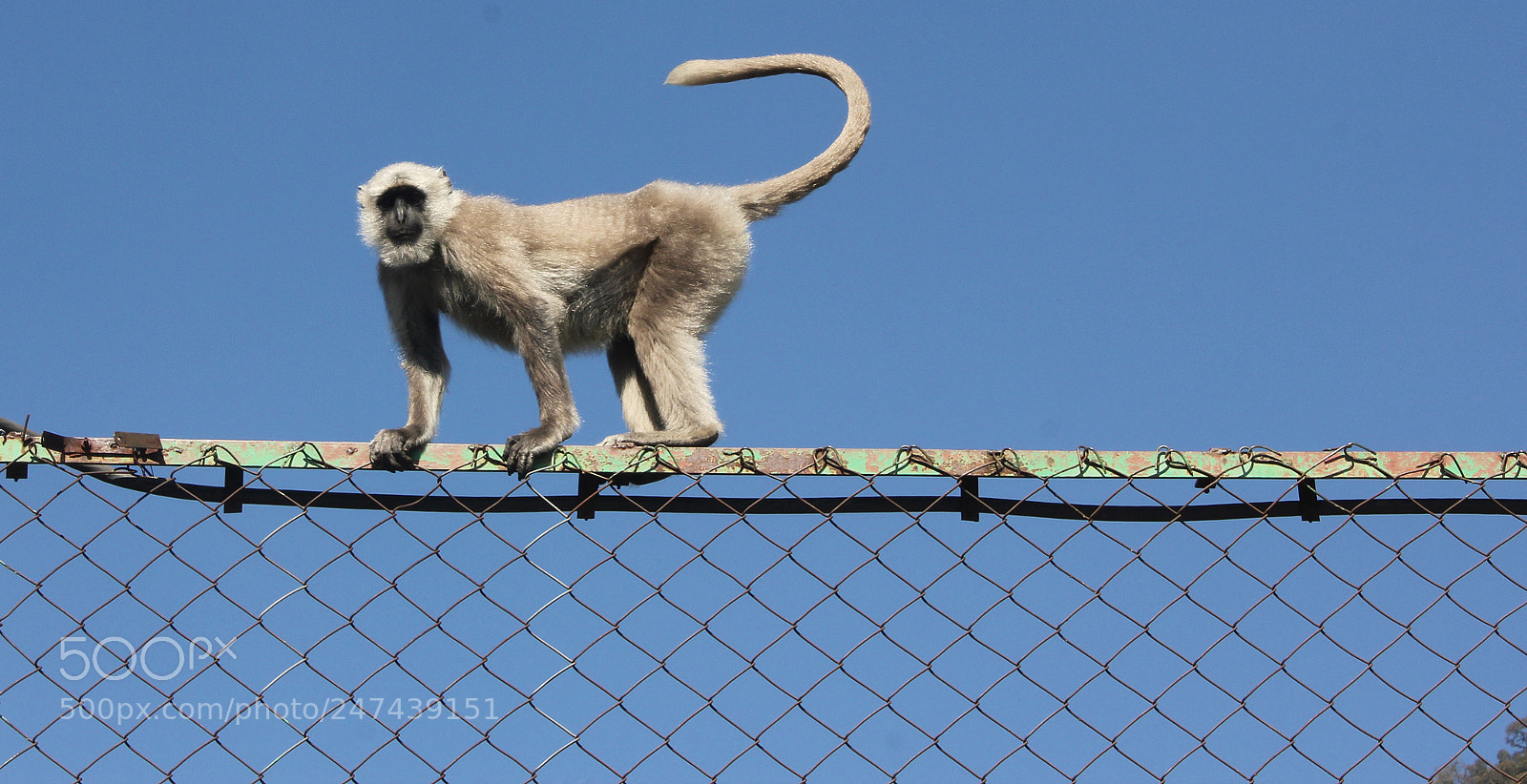 Canon EOS 550D (EOS Rebel T2i / EOS Kiss X4) sample photo. Langur photography