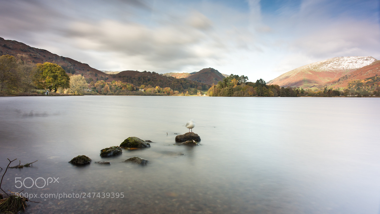 Nikon D7200 sample photo. Gull on grasmere photography