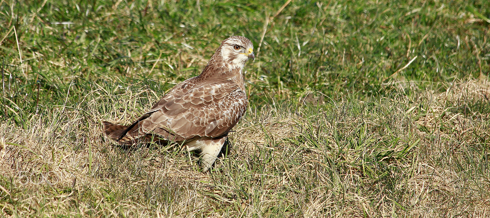 Canon EF-S 55-250mm F4-5.6 IS STM sample photo. Buzzard photography