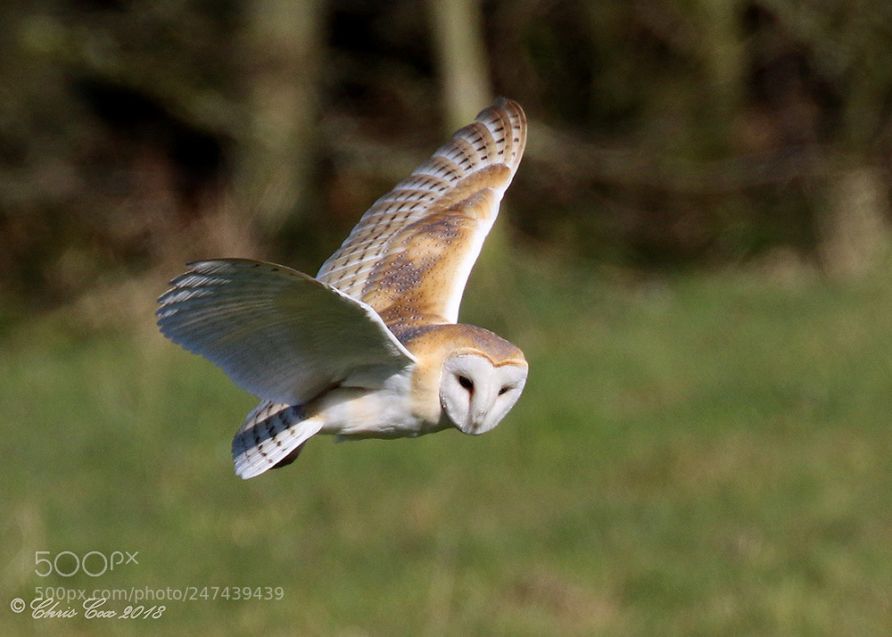 Canon EOS 7D Mark II sample photo. Barn owl photography